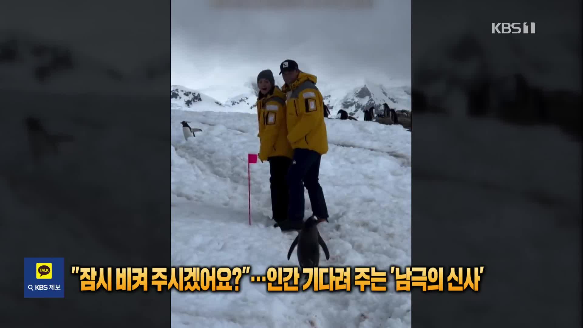 “잠시 비켜주시겠어요?”…인간 기다려주는 ‘남극의 신사’