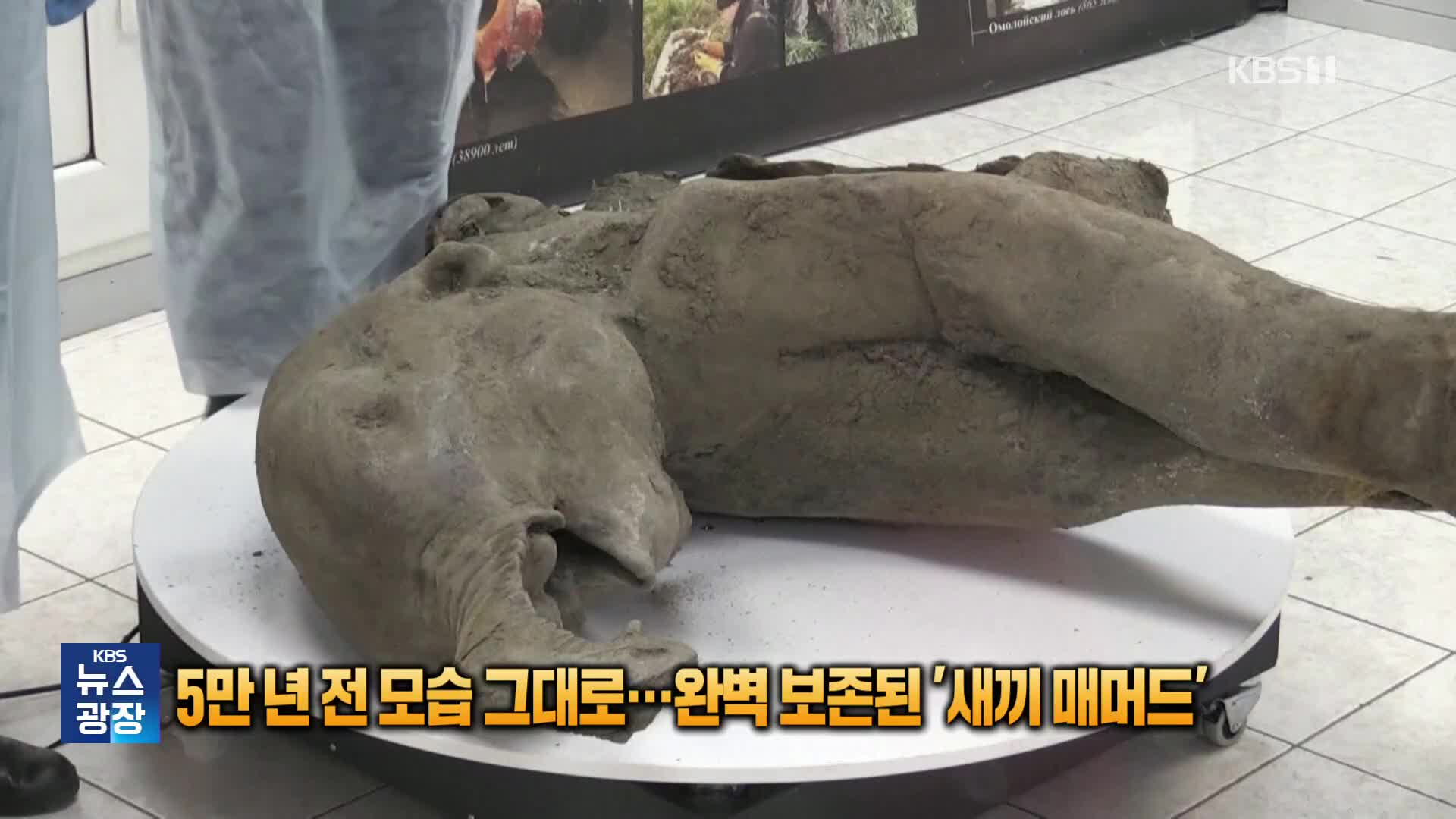 5만 년 전 모습 그대로…완벽 보존된 ‘새끼 매머드’