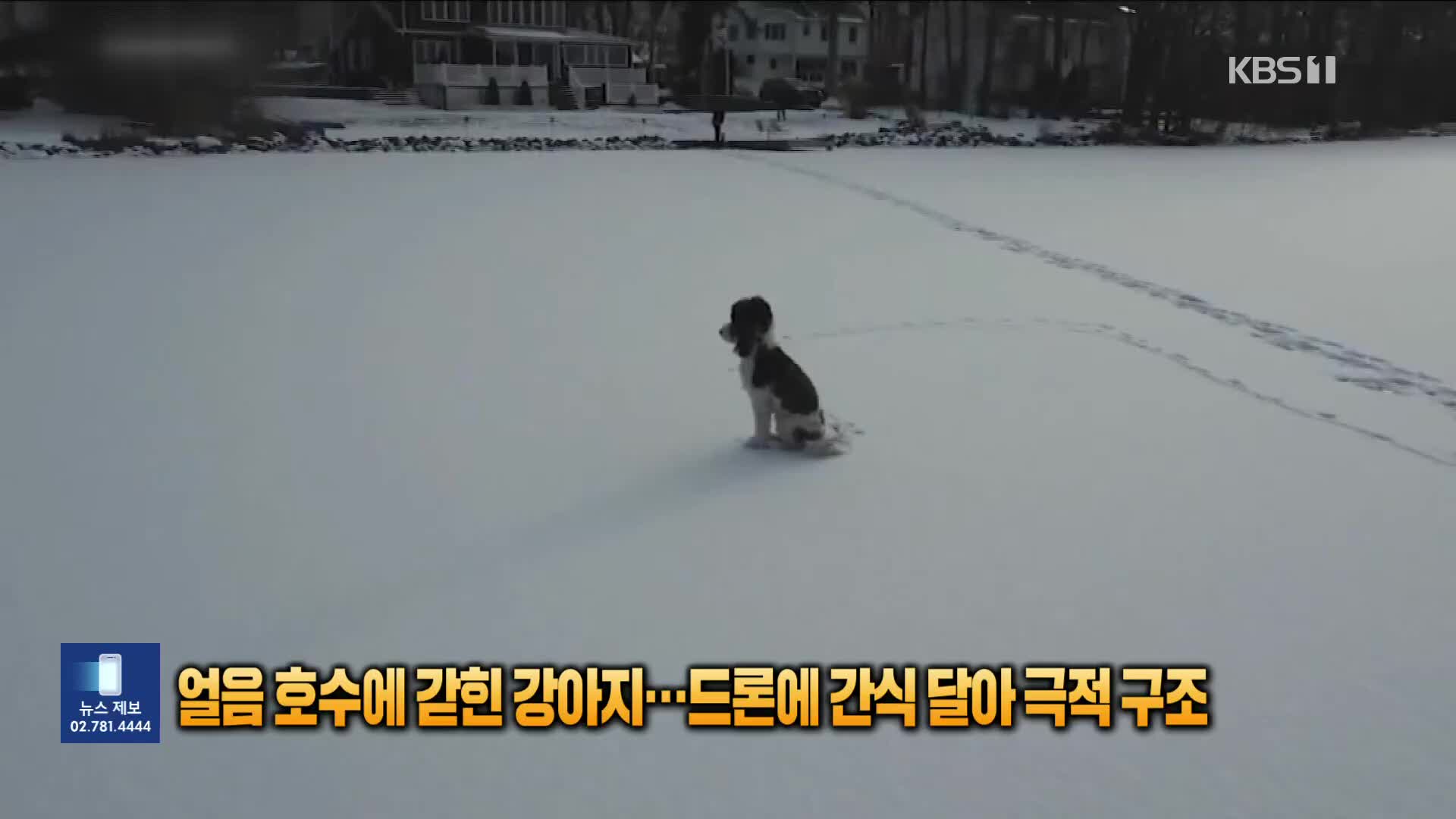 얼음 호수에 갇힌 강아지…드론에 간식 달아 극적 구조 [잇슈 SNS] 