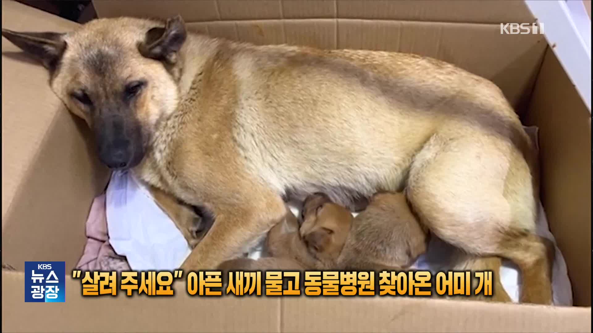 “살려주세요” 아픈 새끼 물고 동물병원 찾아온 어미 개