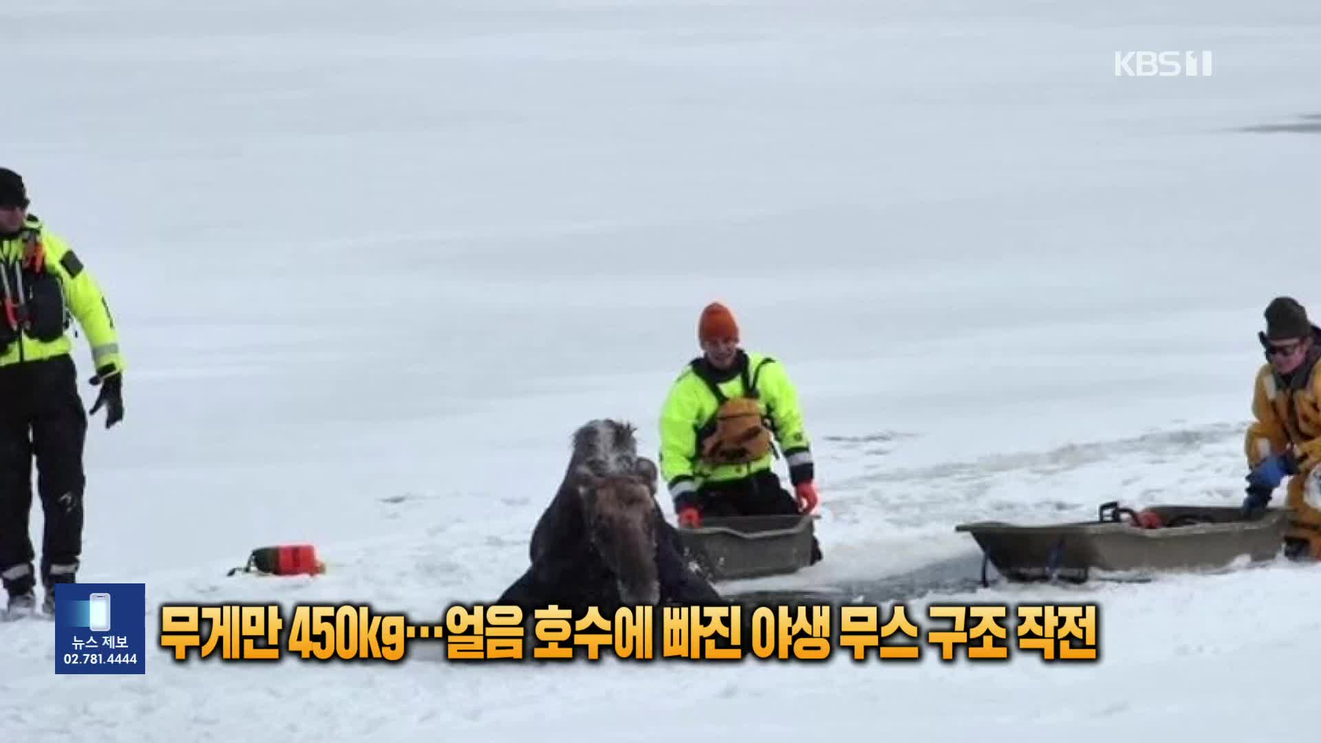 무게만 450kg…얼음호수 빠진 야생 무스 구조 작전