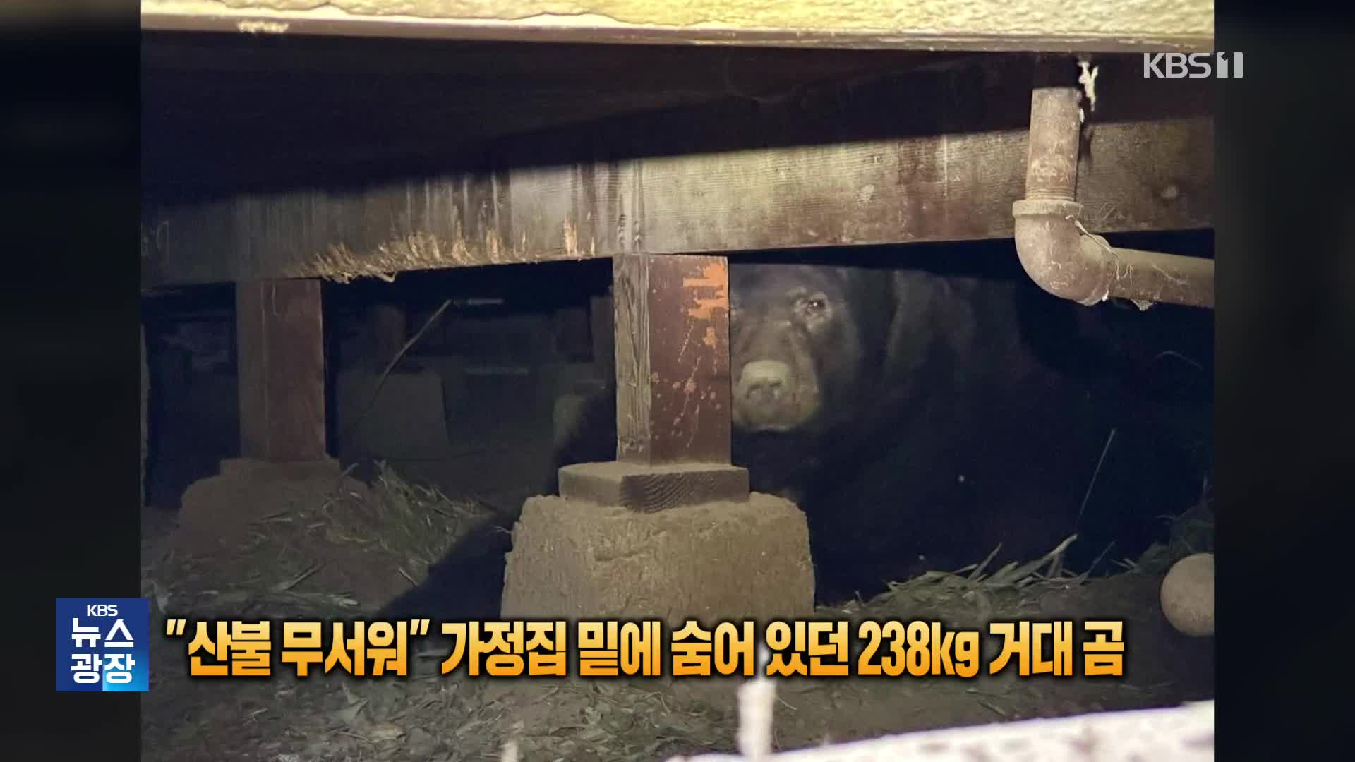 “산불 무서워” 가정집 밑에 숨어있던 238kg 거대 곰