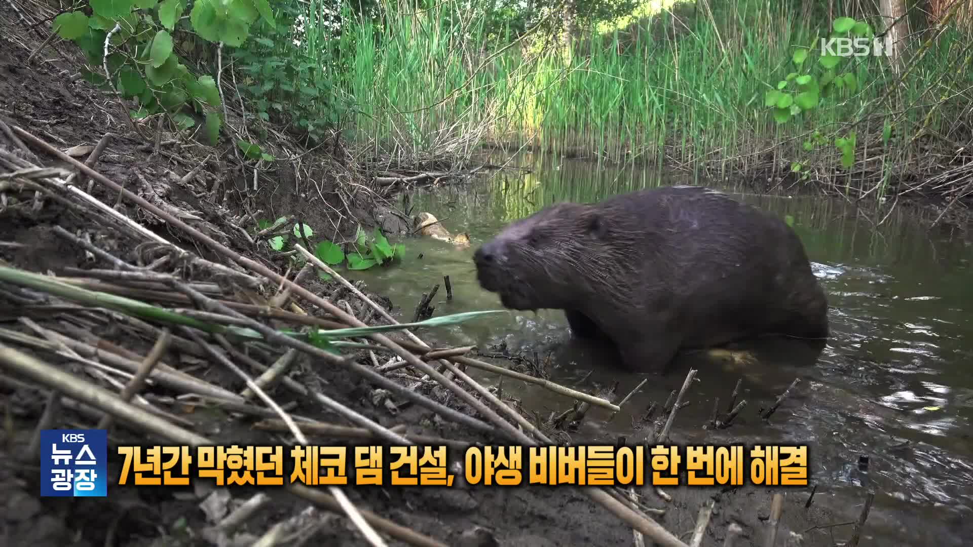 [잇슈 SNS] 7년간 막혔던 체코 댐 건설, 야생 비버들이 한 번에 해결