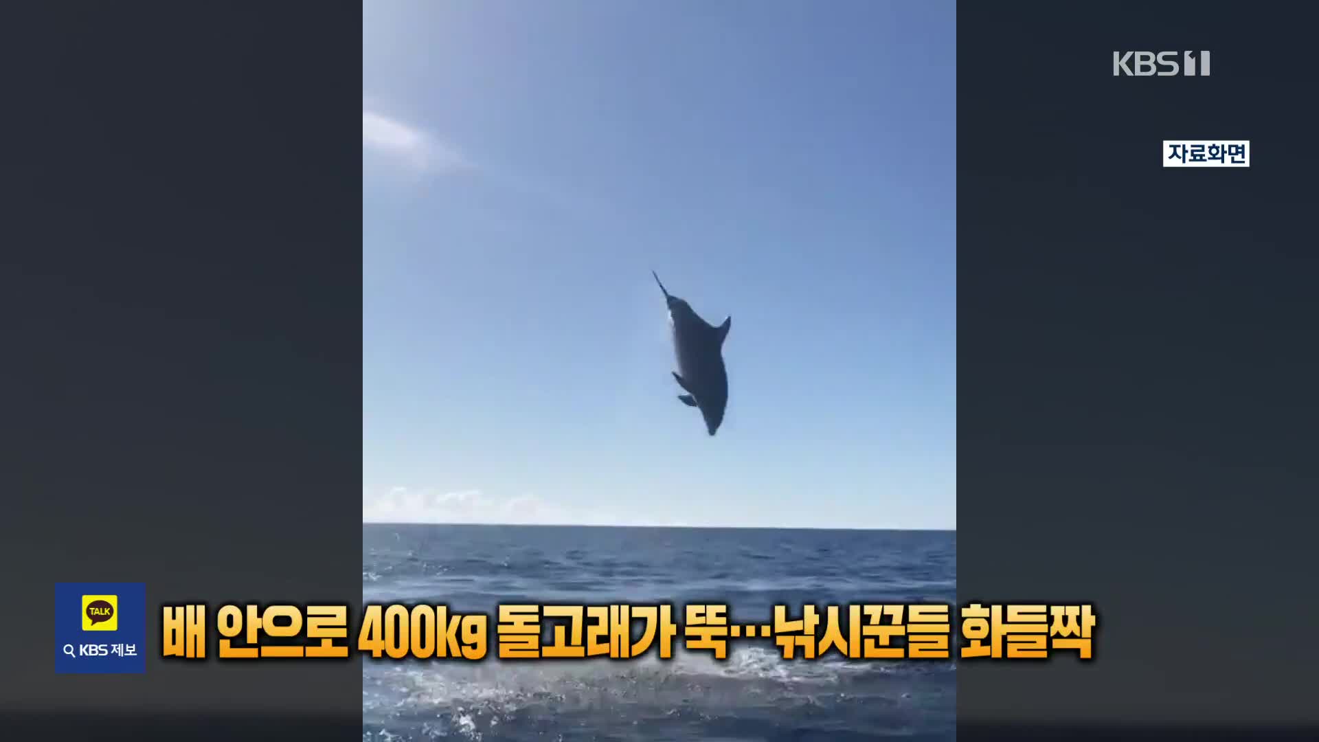 배 안으로 400kg 돌고래가 뚝…낚싯꾼들 화들짝 [잇슈 SNS]