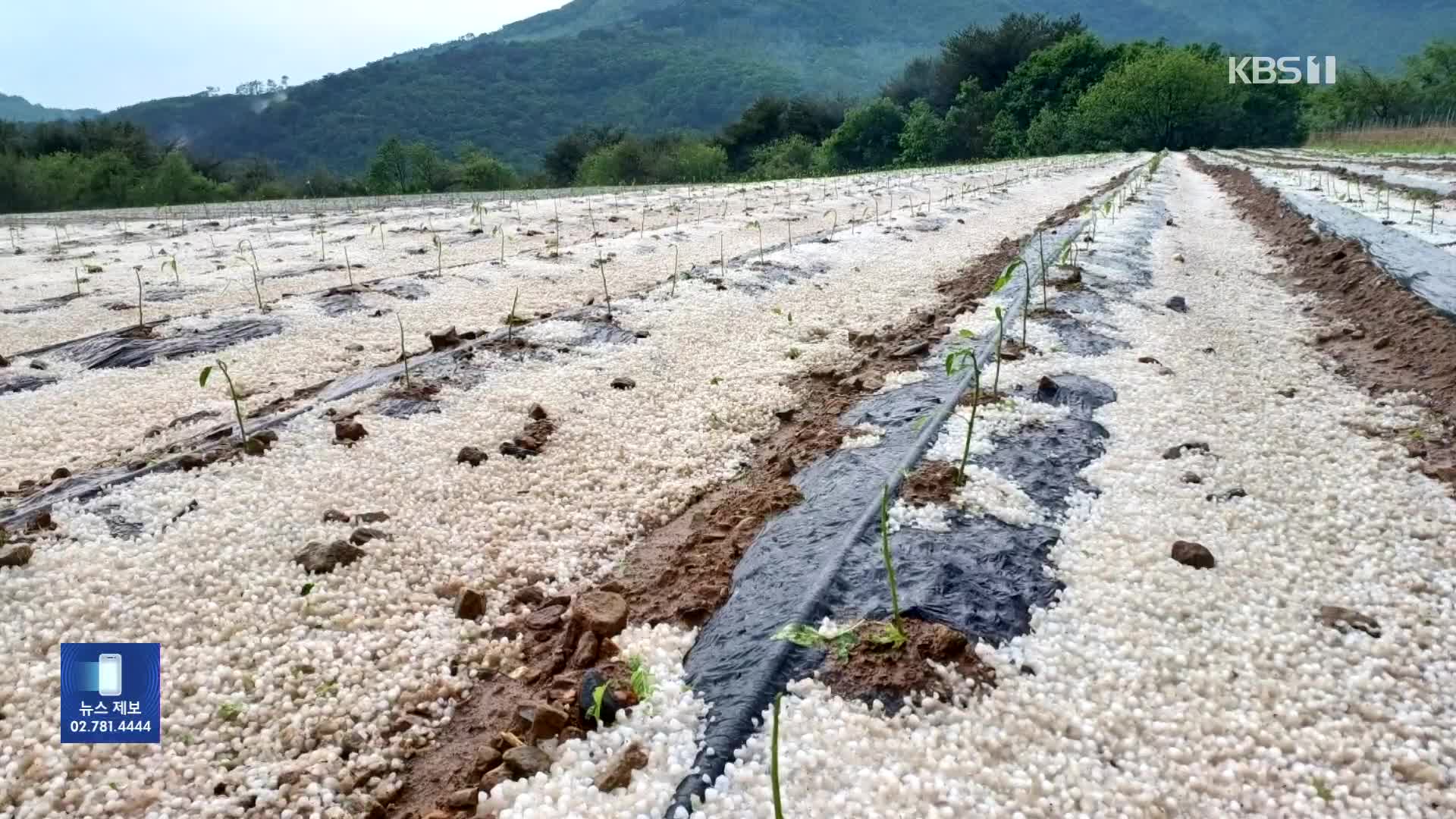 “수확 하루 앞두고 쑥대밭”…농가 우박 피해 속출