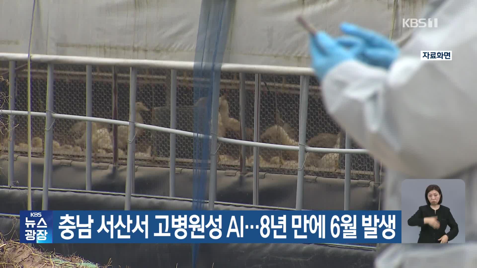 충남 서산서 고병원성 AI…8년 만에 6월 발생