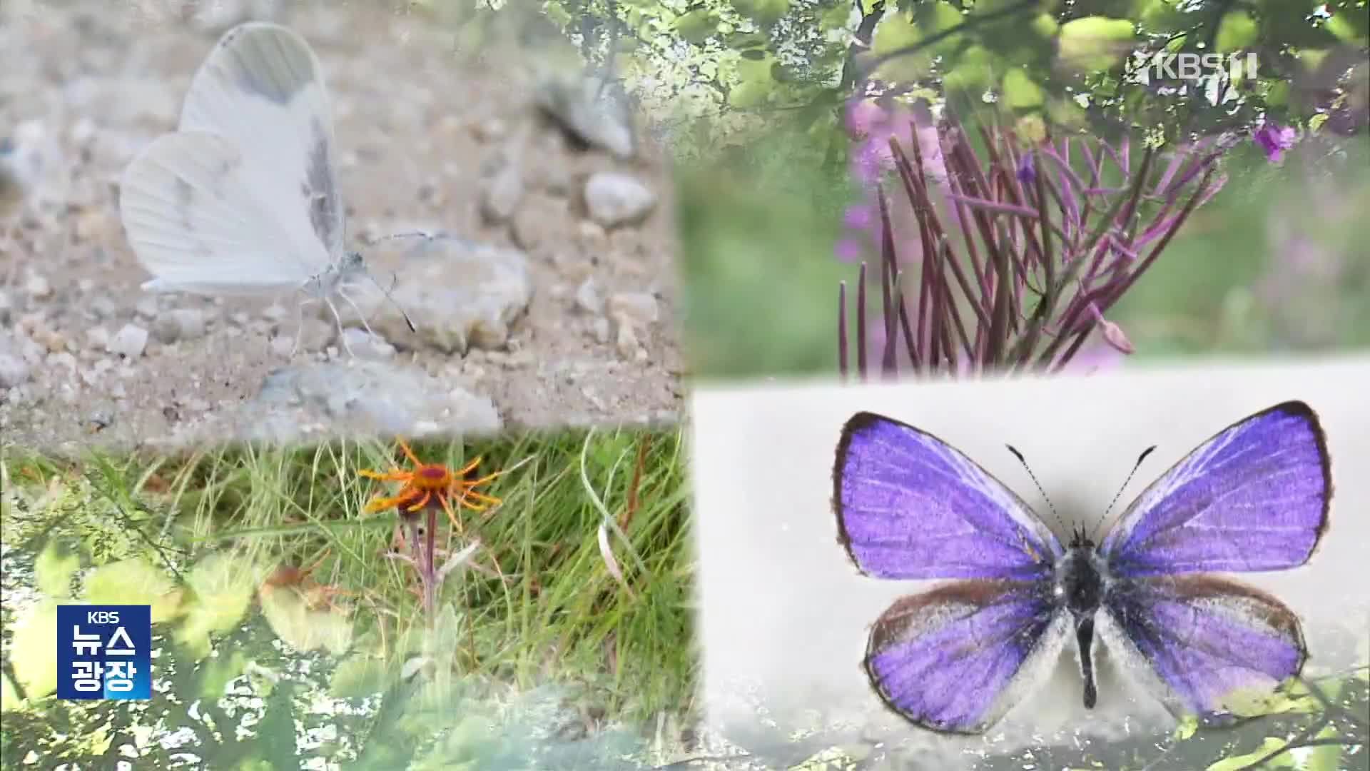 ‘토종’ 멸종·‘외래’ 창궐…생태계 충격