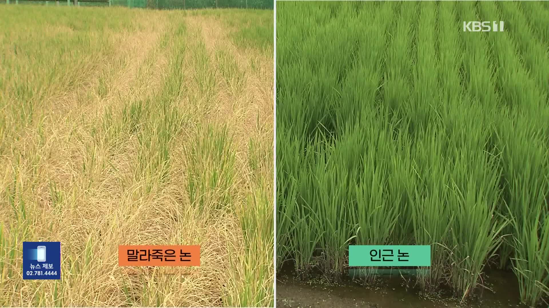 “살충제인 줄 알았는데” 드론으로 제초제 살포한 벼 고사