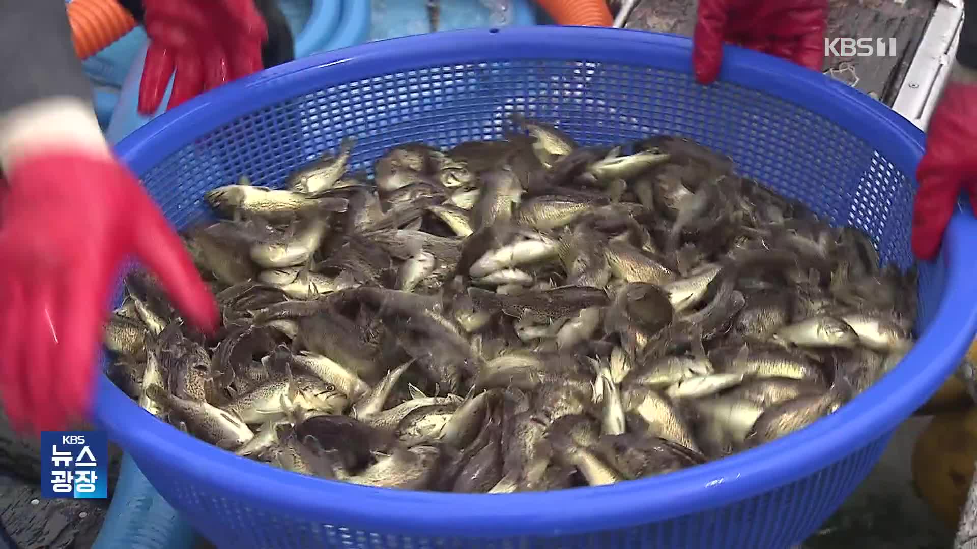 “떼죽음할 바엔 차라리”…물고기 84만 마리 방류