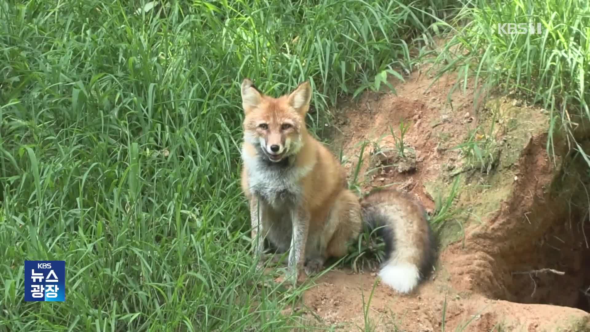 멸종 위기 붉은여우 방사…‘생태 균형’ 청신호