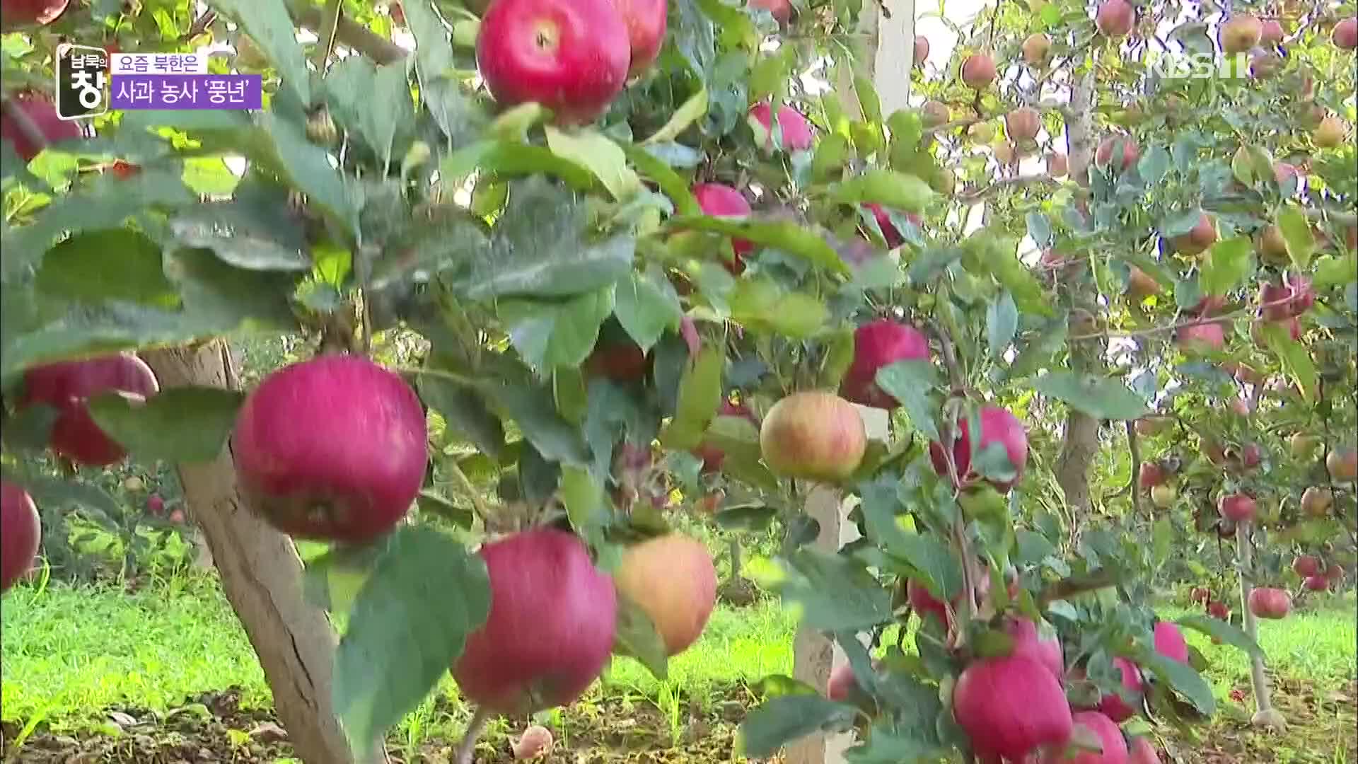 [요즘 북한은] 한 그루에 200개는 기본…사과 농장 웃음꽃 외