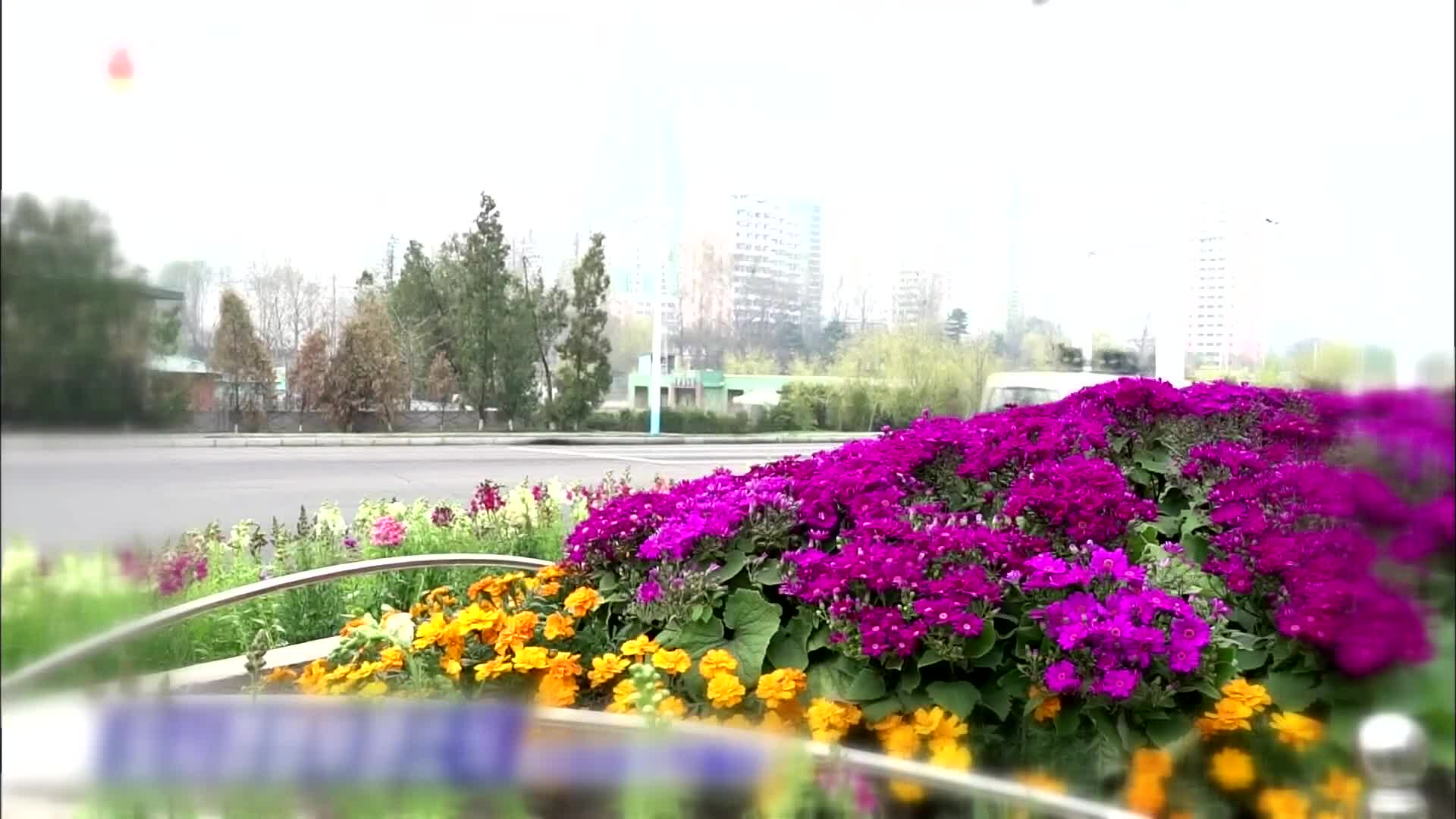 [북한 영상] 봄꽃 만개한 평양