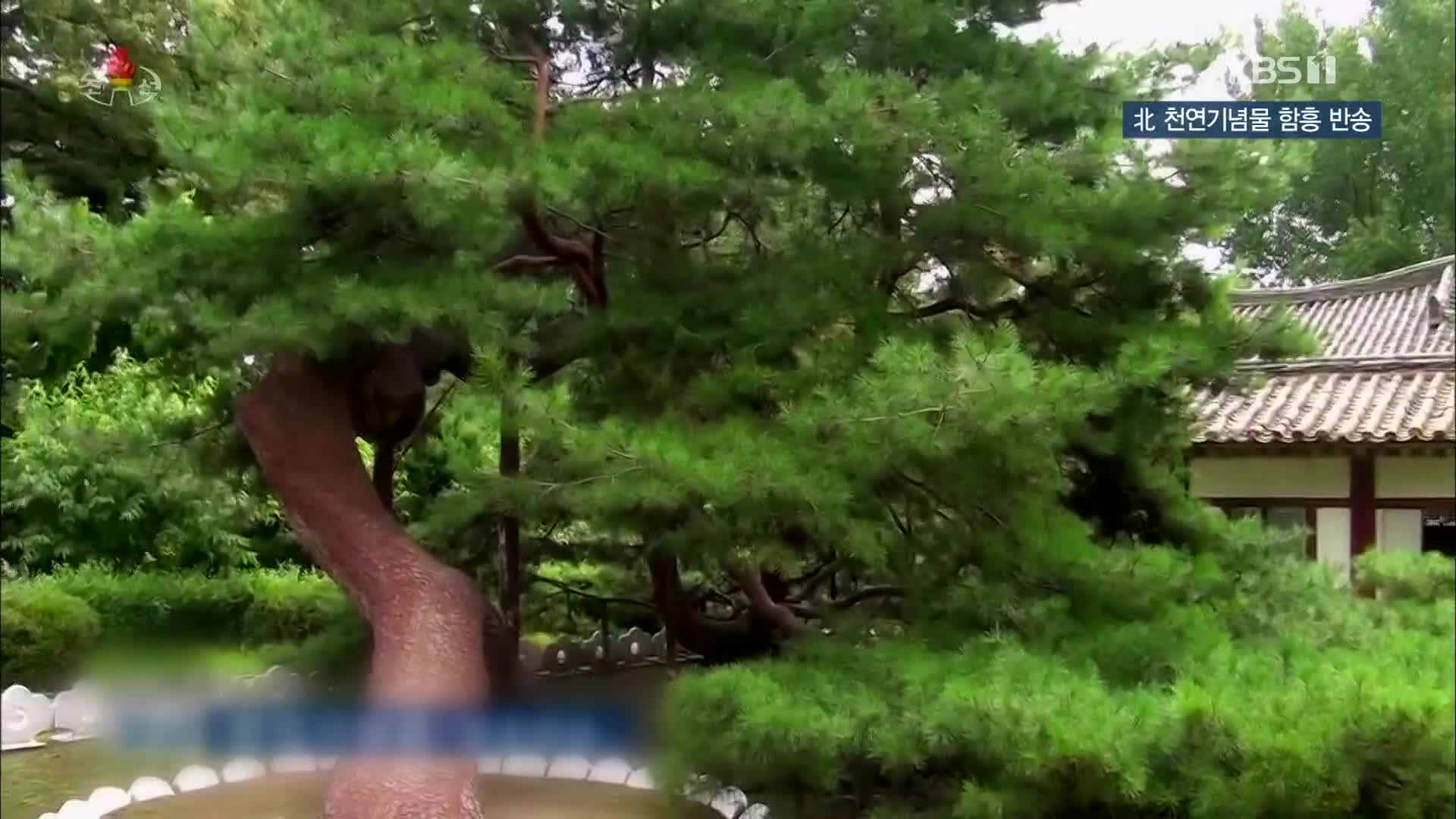 [북한 영상] 北 천연기념물 함흥 반송