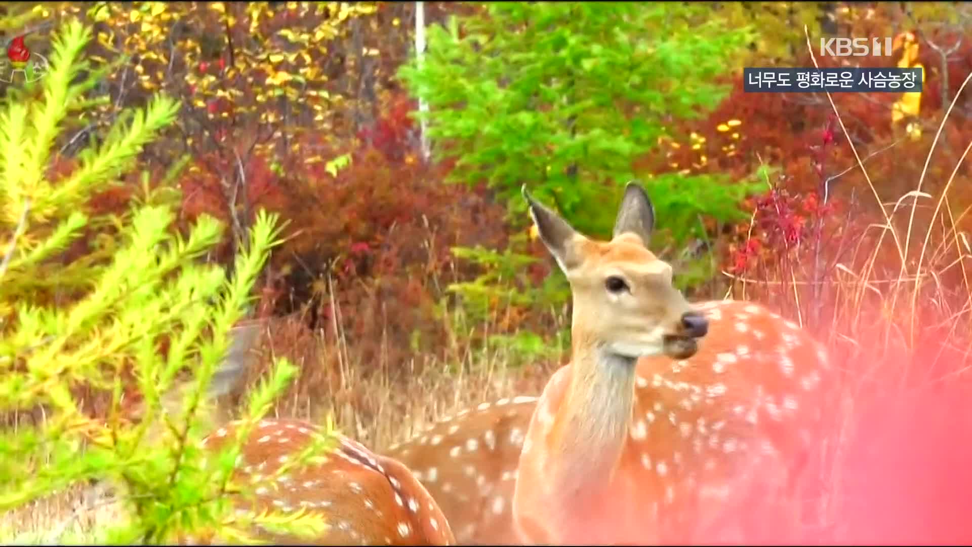 [북한 영상] 너무도 평화로운 사슴농장