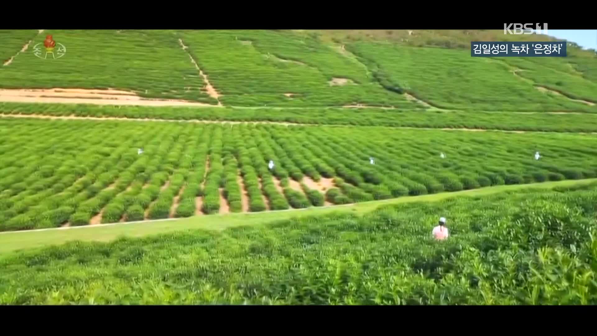 [북한 영상] 김일성의 녹차 ‘은정차’