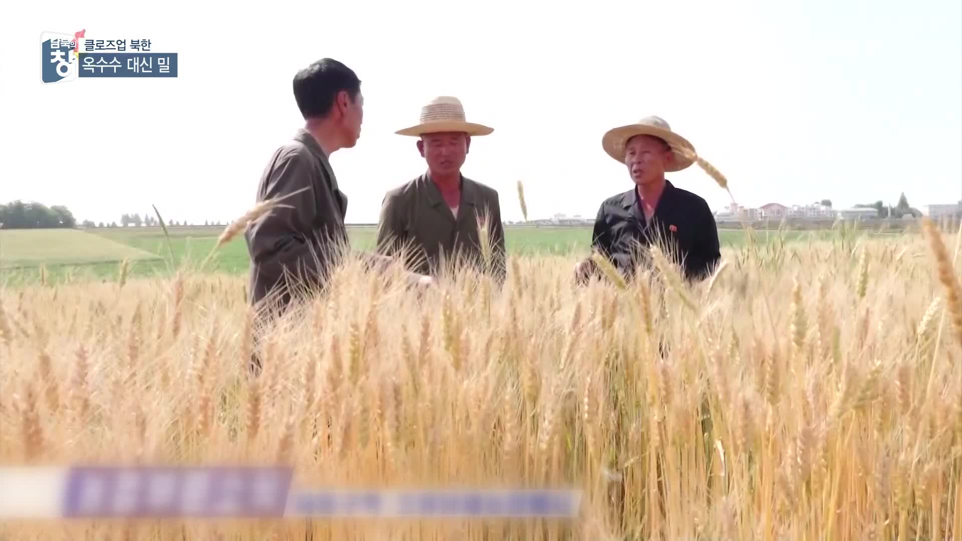 [클로즈업 북한] 밀 장려 5년째…효과와 한계