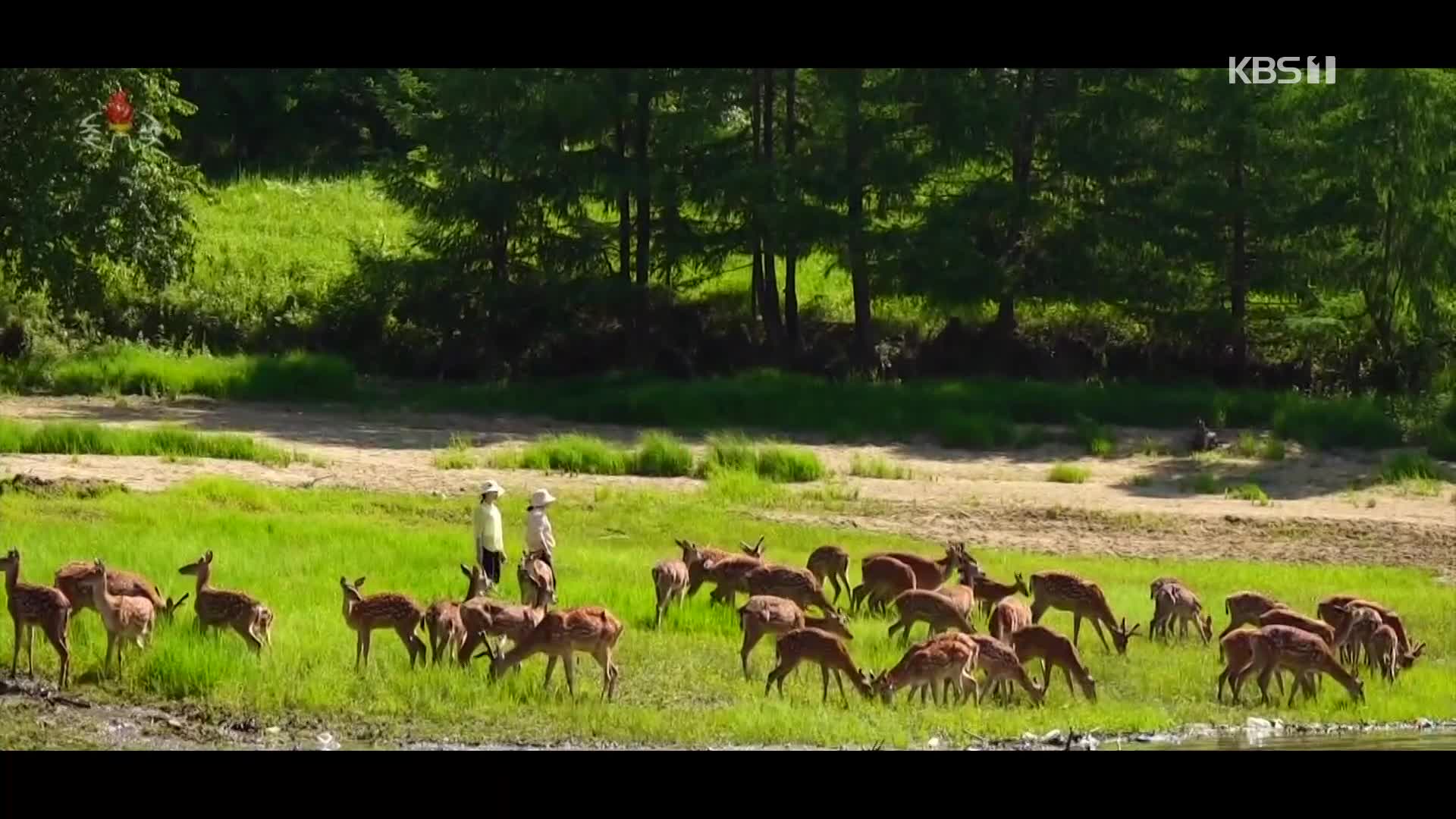 [북한 영상] 북한 산지의 ‘목장’