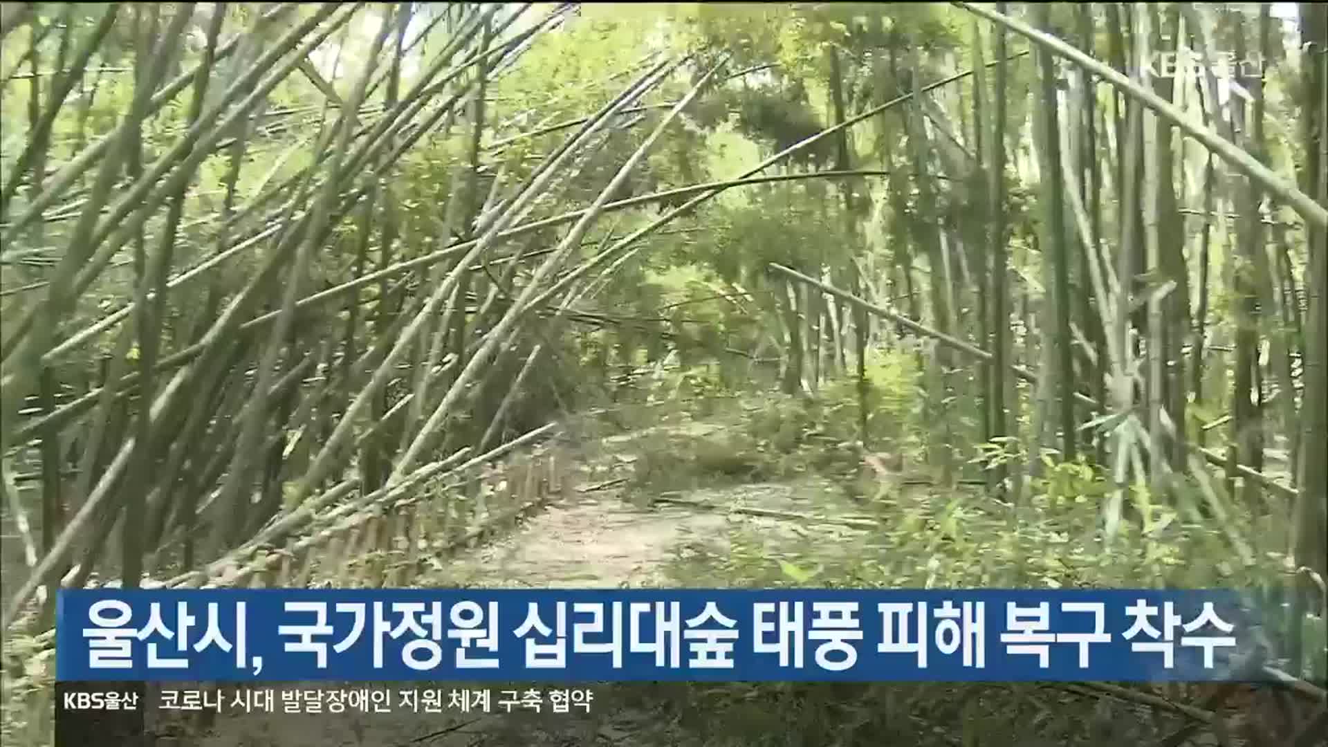 울산시, 국가정원 십리대숲 태풍 피해 복구 착수