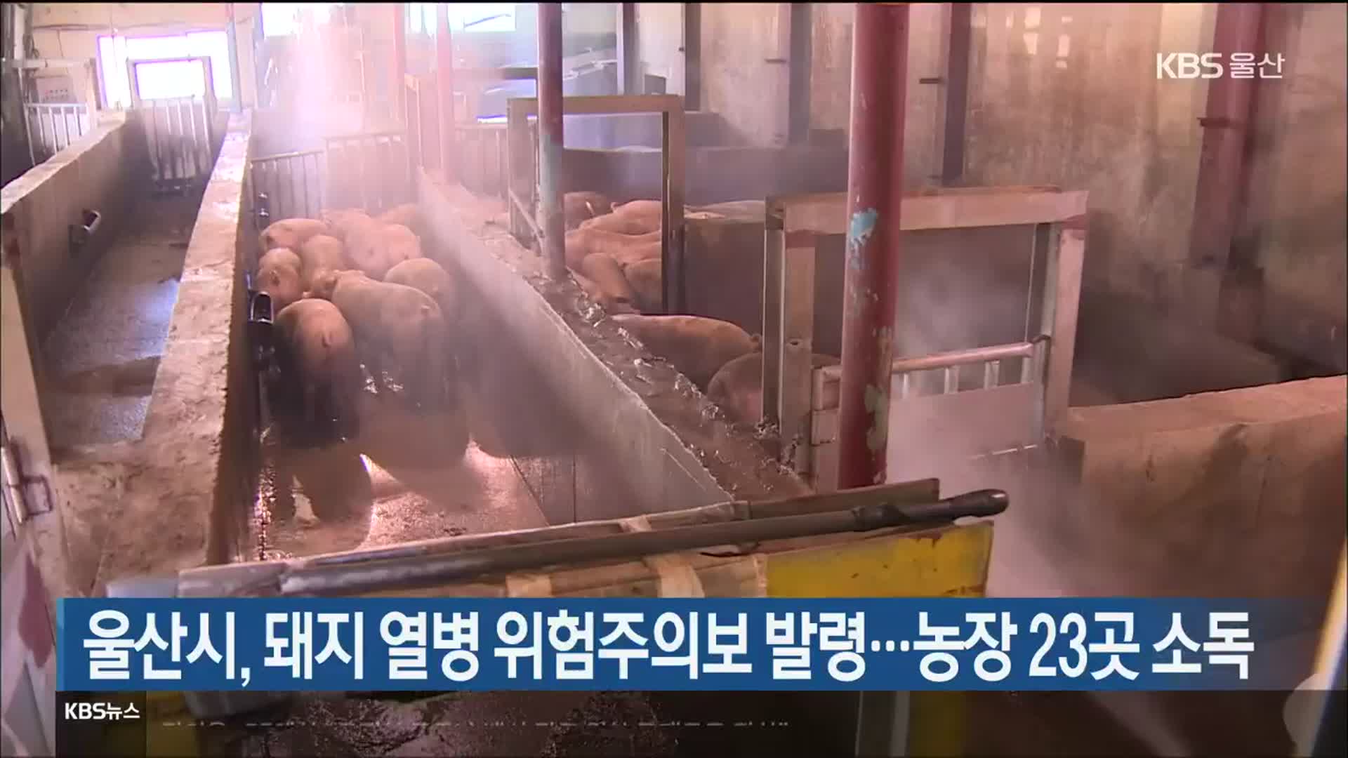 울산시, 돼지 열병 위험주의보 발령…농장 23곳 소독