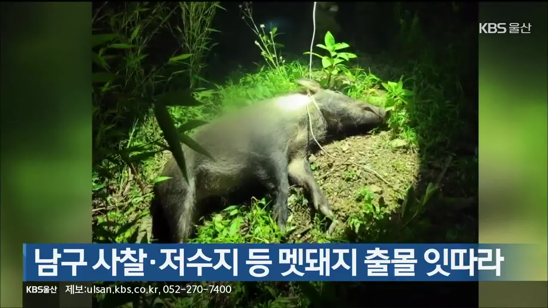울산 남구 사찰·저수지 등 멧돼지 출몰 잇따라