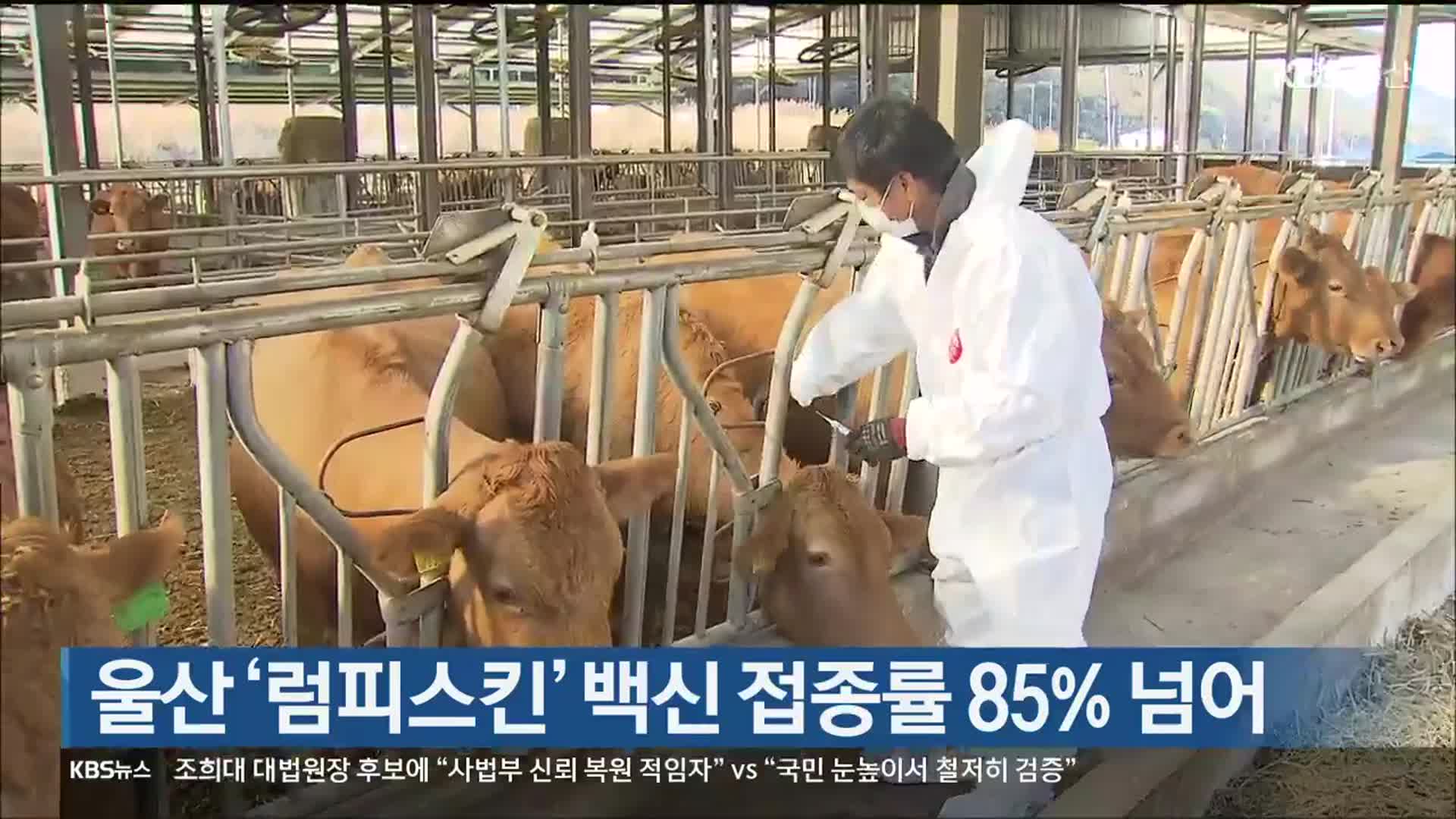 울산 ‘럼피스킨’ 백신 접종률 85% 넘어