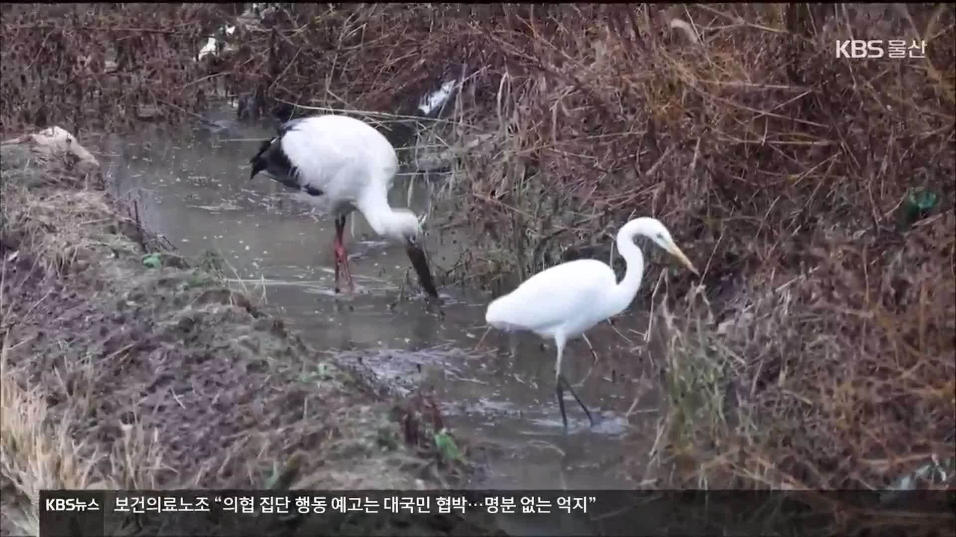 황새 6년 만에 왔는데…성토작업 마찰