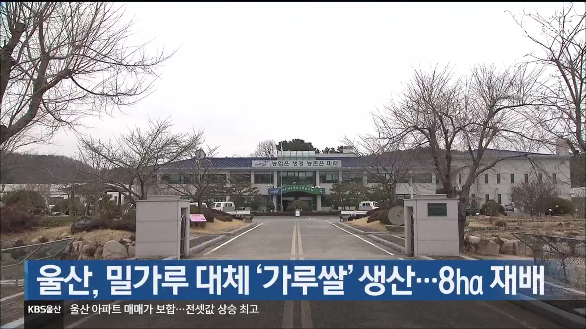 울산, 밀가루 대체 ‘가루쌀’ 생산…8㏊ 재배
