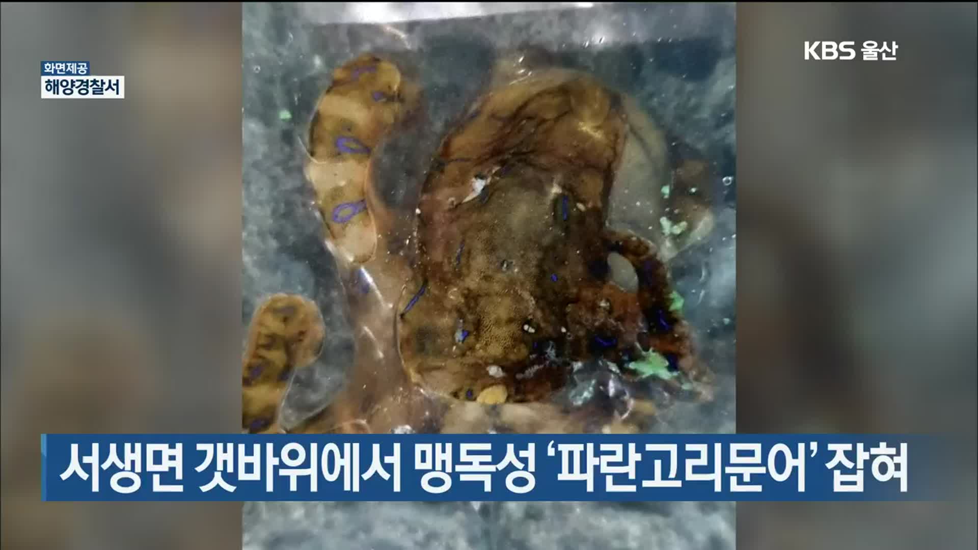 서생면 갯바위에서 맹독성 ‘파란고리문어’ 잡혀