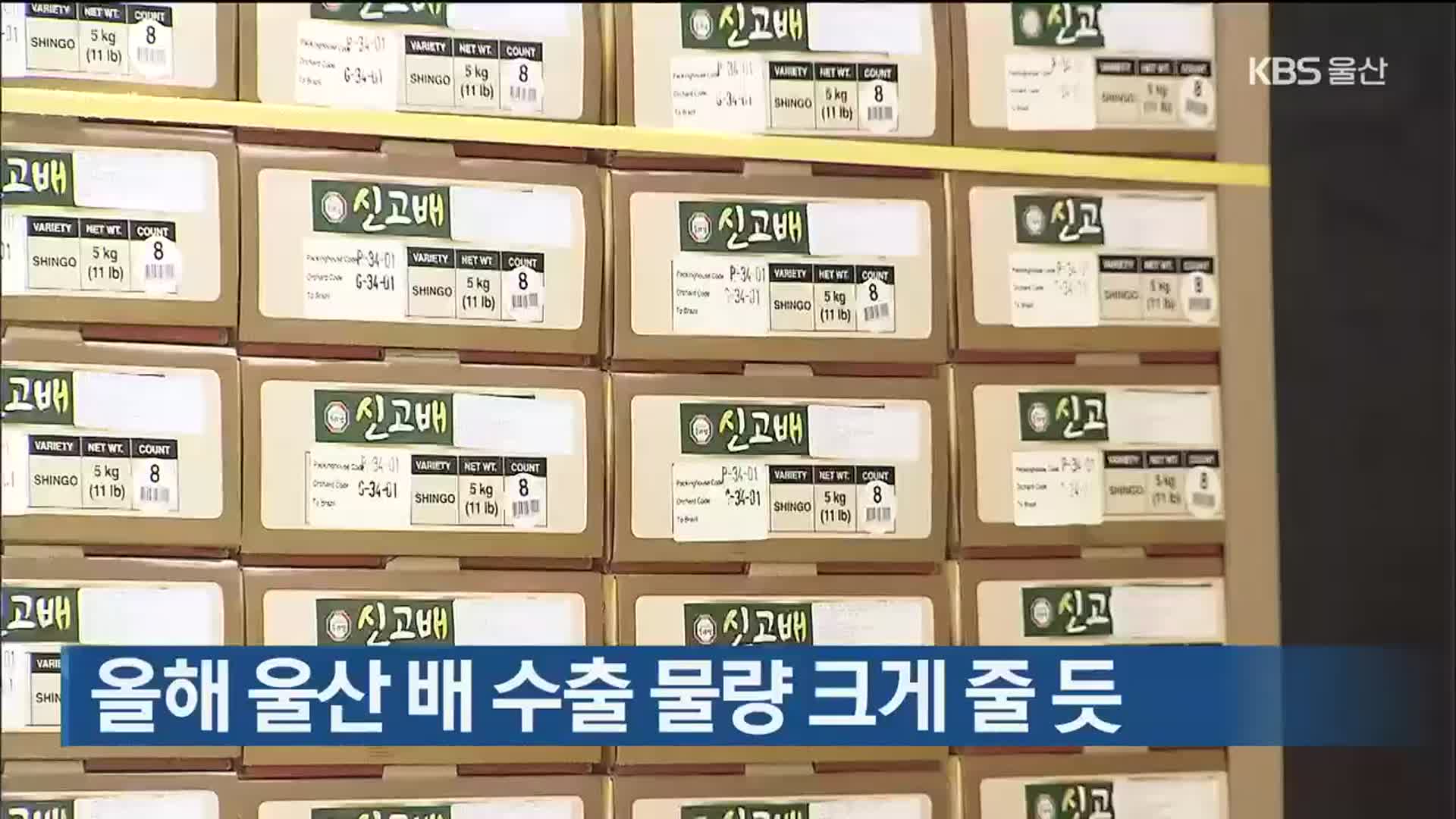 올해 울산 배 수출 물량 크게 줄 듯