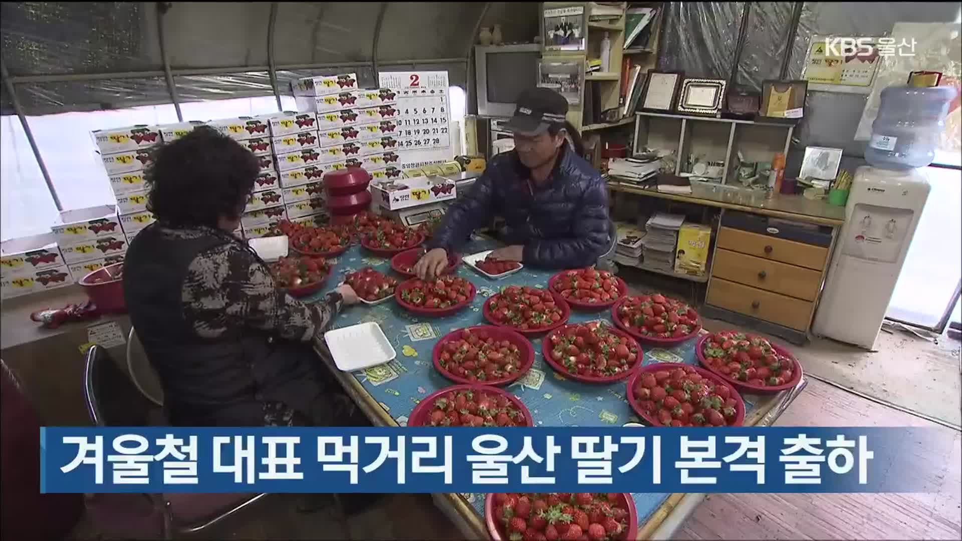 겨울철 대표 먹거리 울산 딸기 본격 출하
