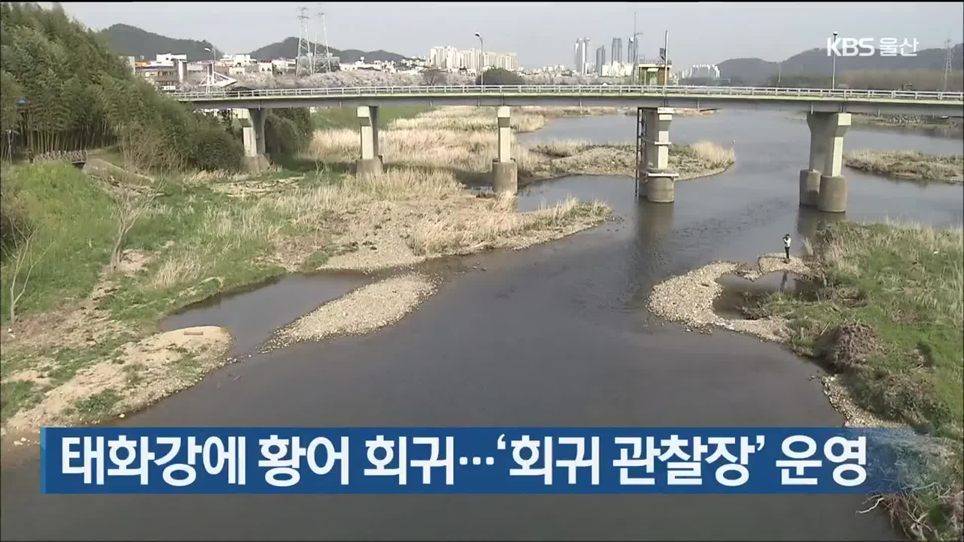 태화강에 황어 회귀…‘회귀 관찰장’ 운영