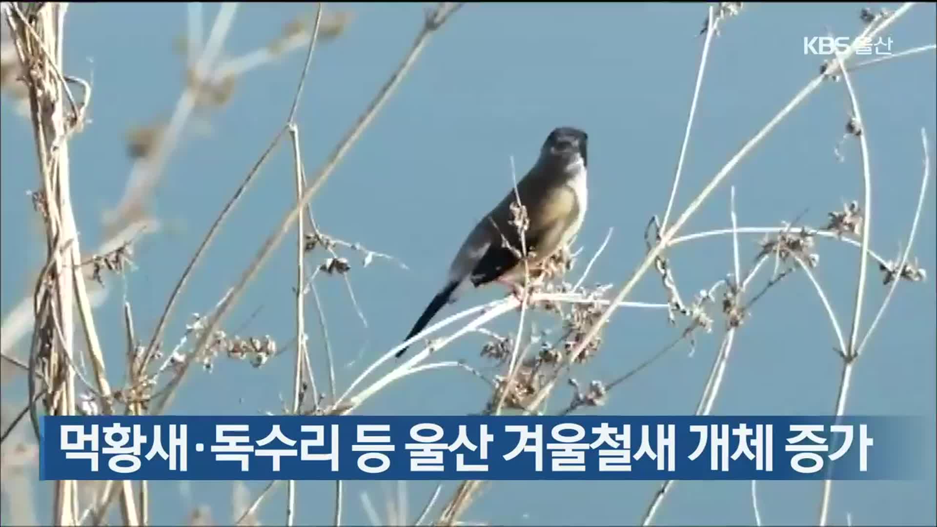 먹황새·독수리 등 울산 겨울철새 개체 증가