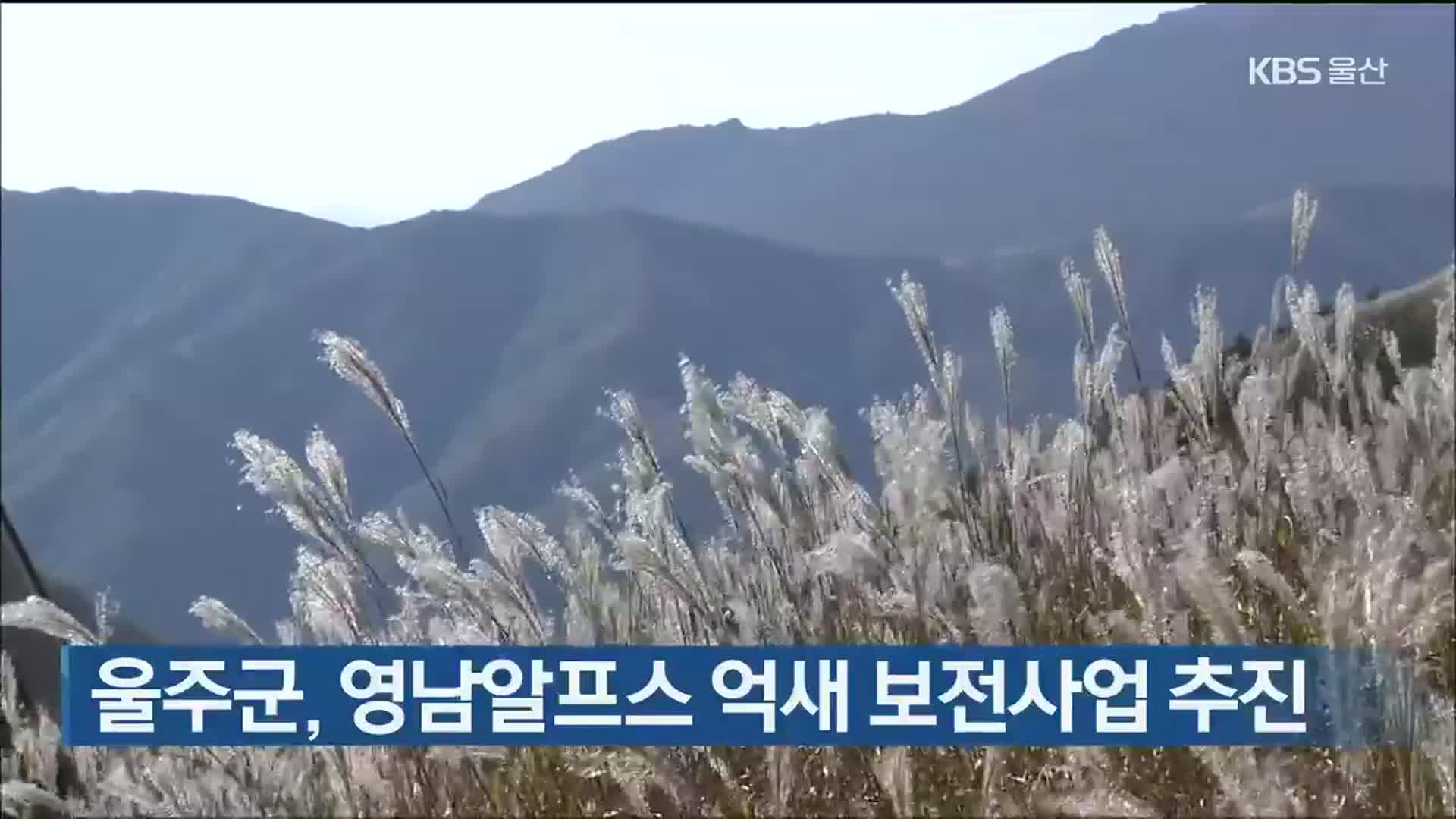 울주군, 영남알프스 억새 보전사업 추진