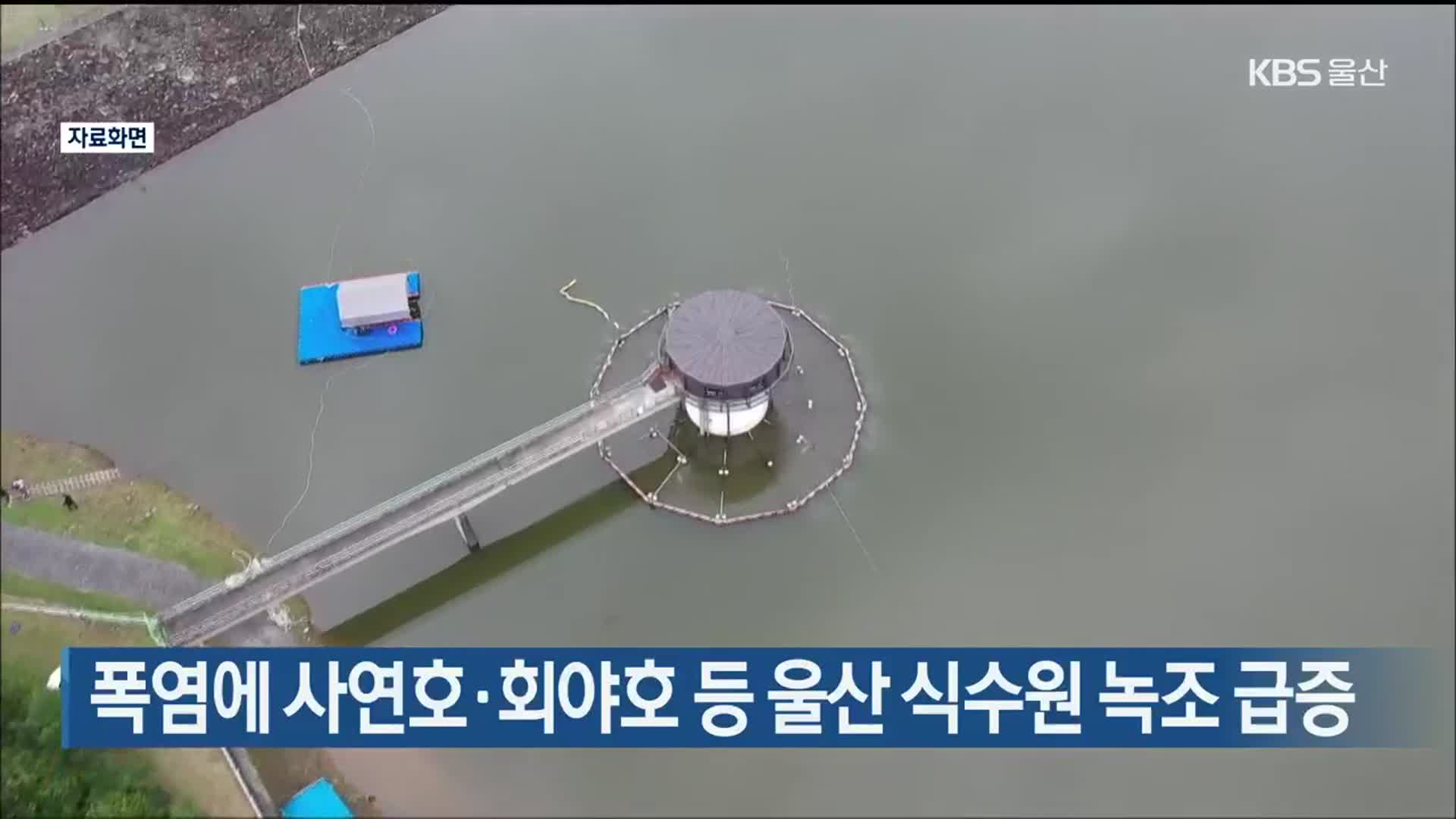 폭염에 사연호·회야호 등 울산 식수원 녹조 급증