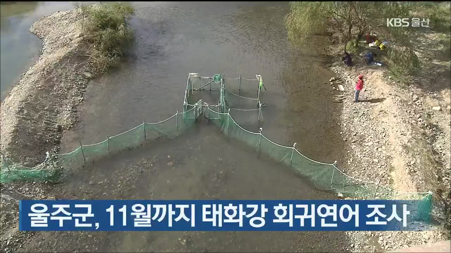 울주군, 11월까지 태화강 회귀연어 조사