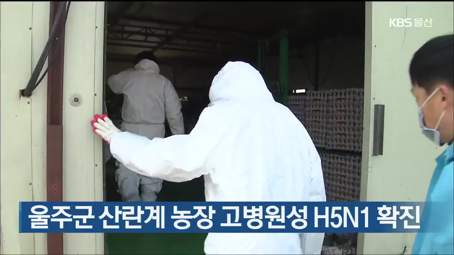 울주군 산란계 농장 고병원성 H5N1형 확진…추가 매몰 처분