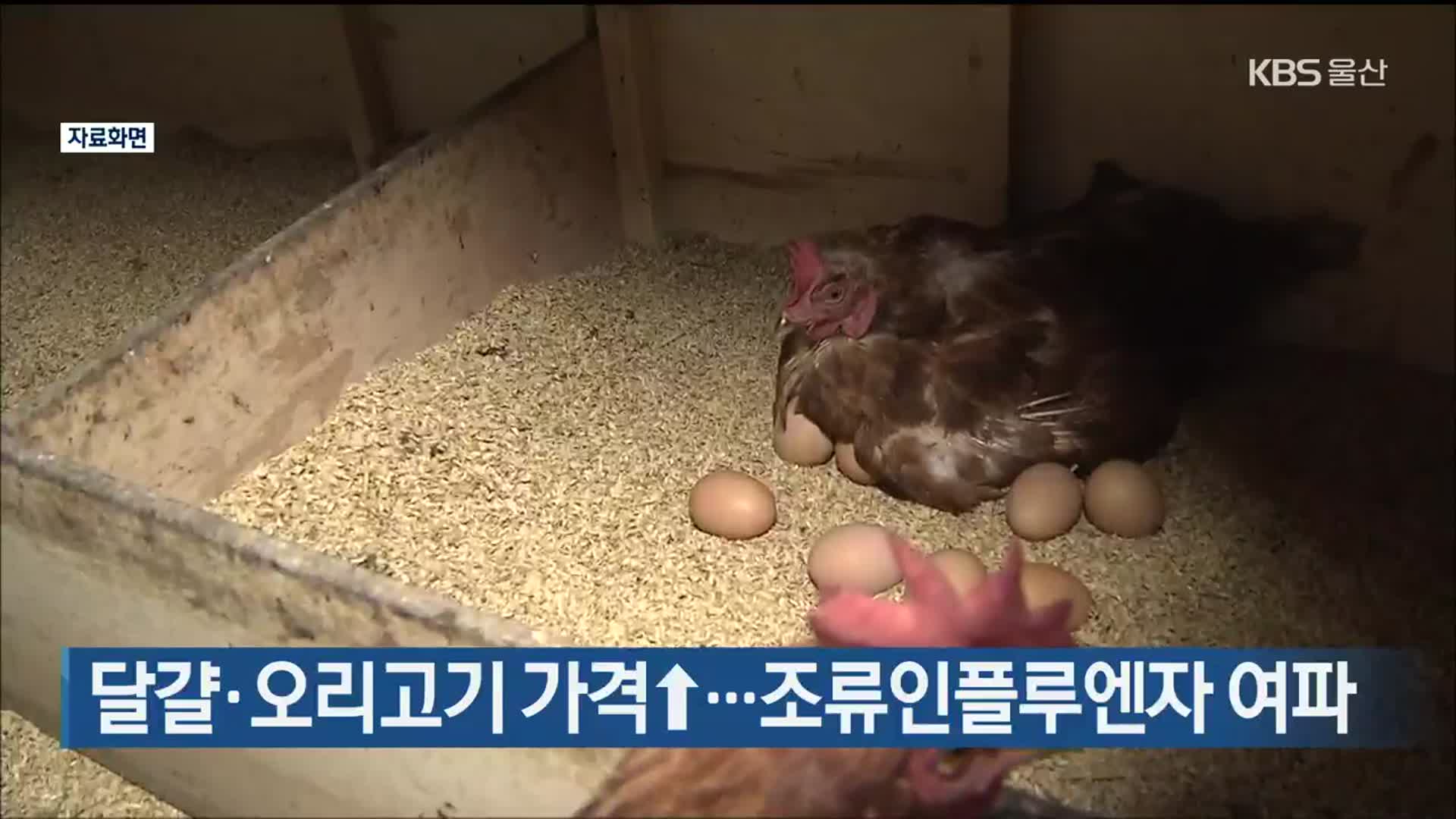 달걀·오리고기 가격↑…조류인플루엔자 여파