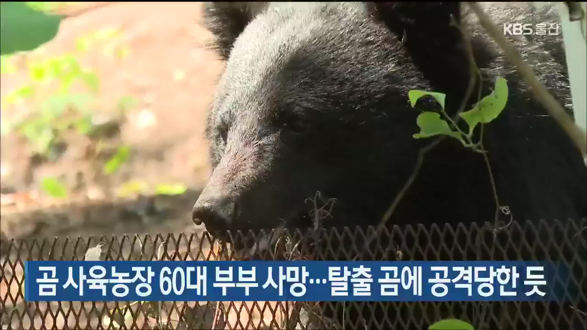 곰 사육농장 60대 부부 사망…탈출 곰에 공격당한 듯