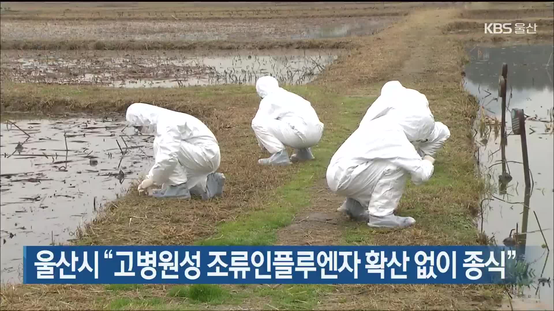 울산시 “고병원성 조류인플루엔자 확산 없이 종식”