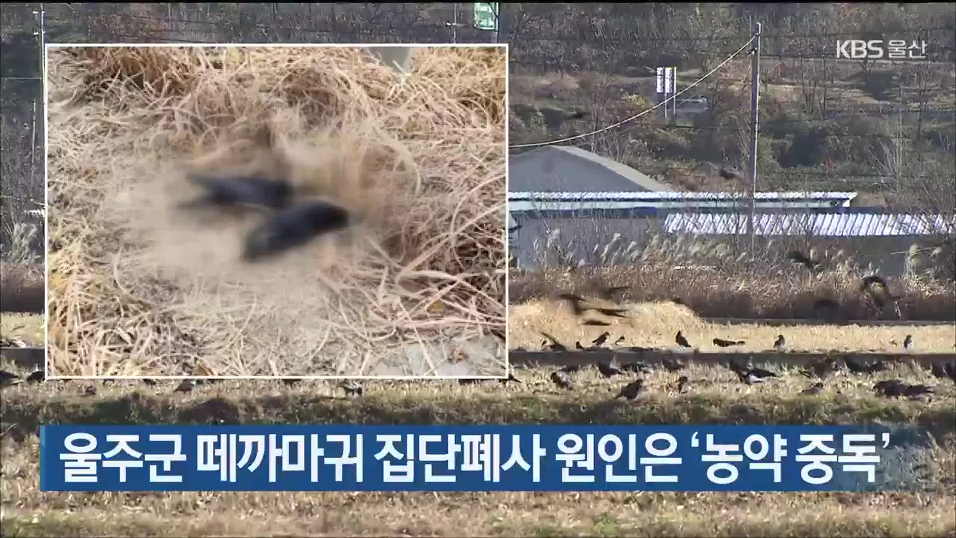 울주군 떼까마귀 집단폐사 원인은 ‘농약 중독’