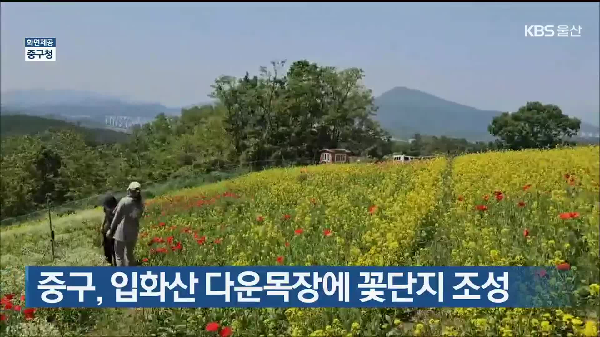 울산 중구, 입화산 다운목장에 꽃단지 조성