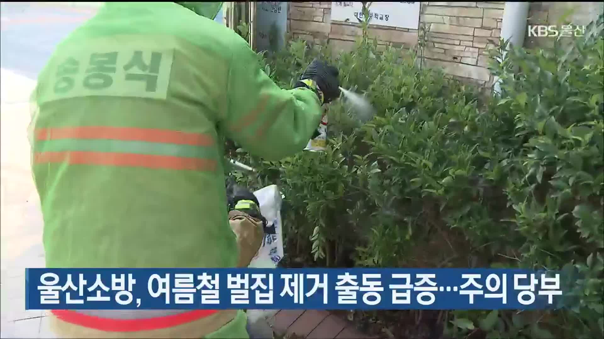 울산소방, 여름철 벌집 제거 출동 급증…주의 당부