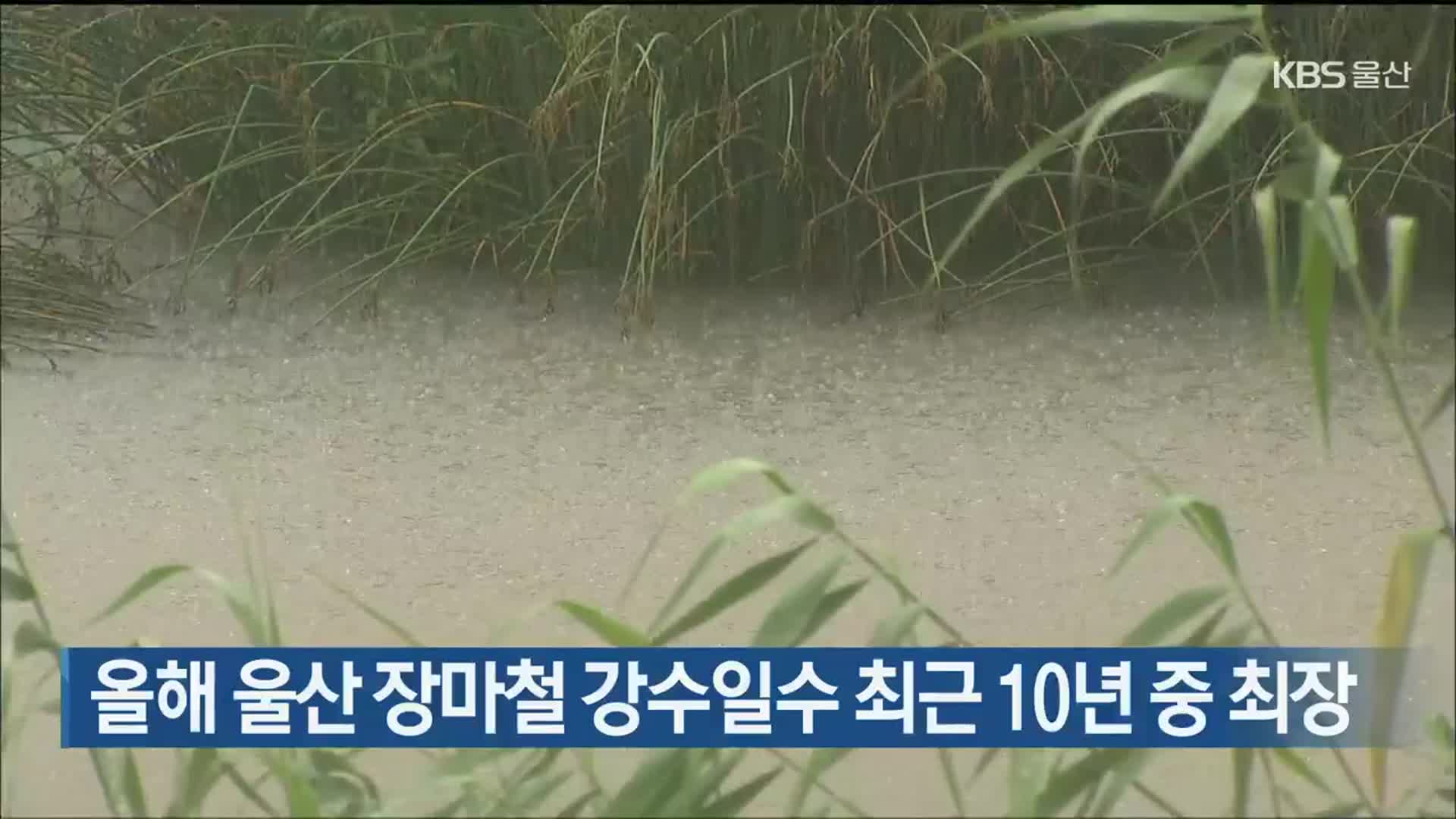 올해 울산 장마철 강수일수 최근 10년 중 최장