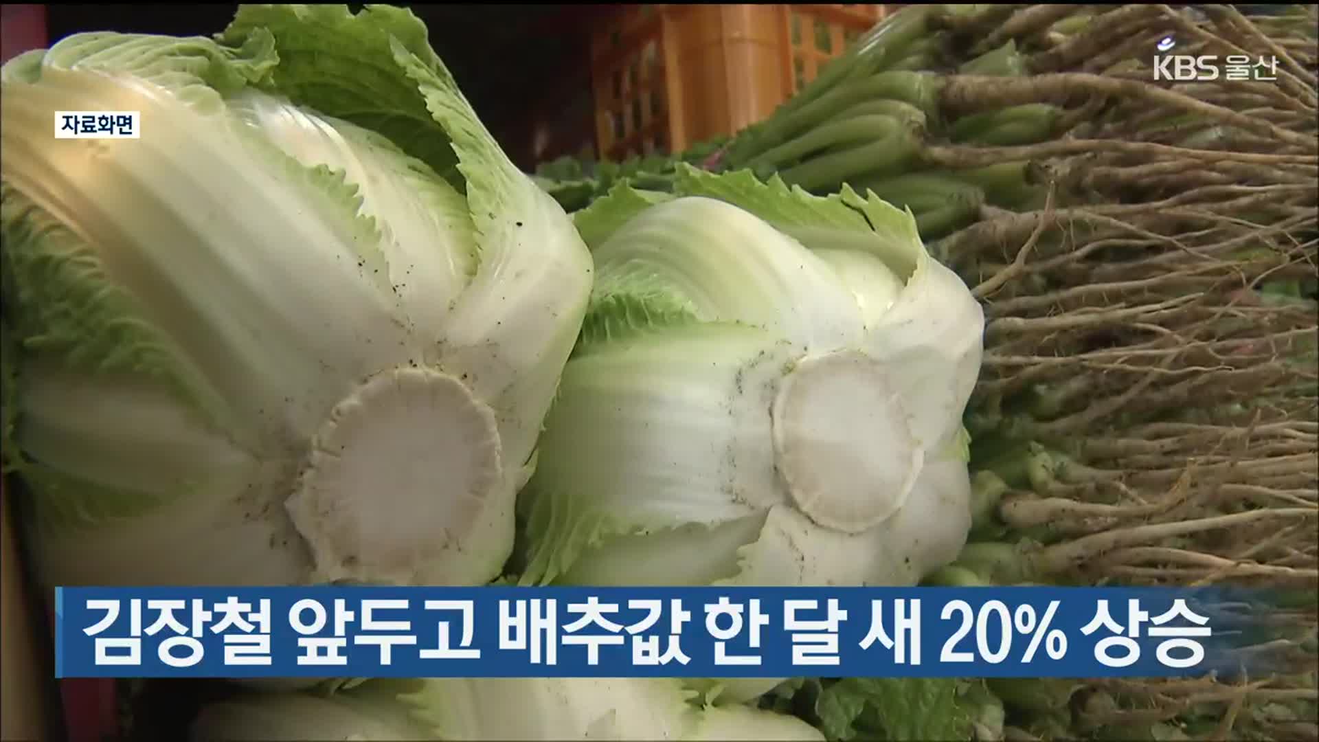 김장철 앞두고 울산 배추값 한 달 새 20% 상승