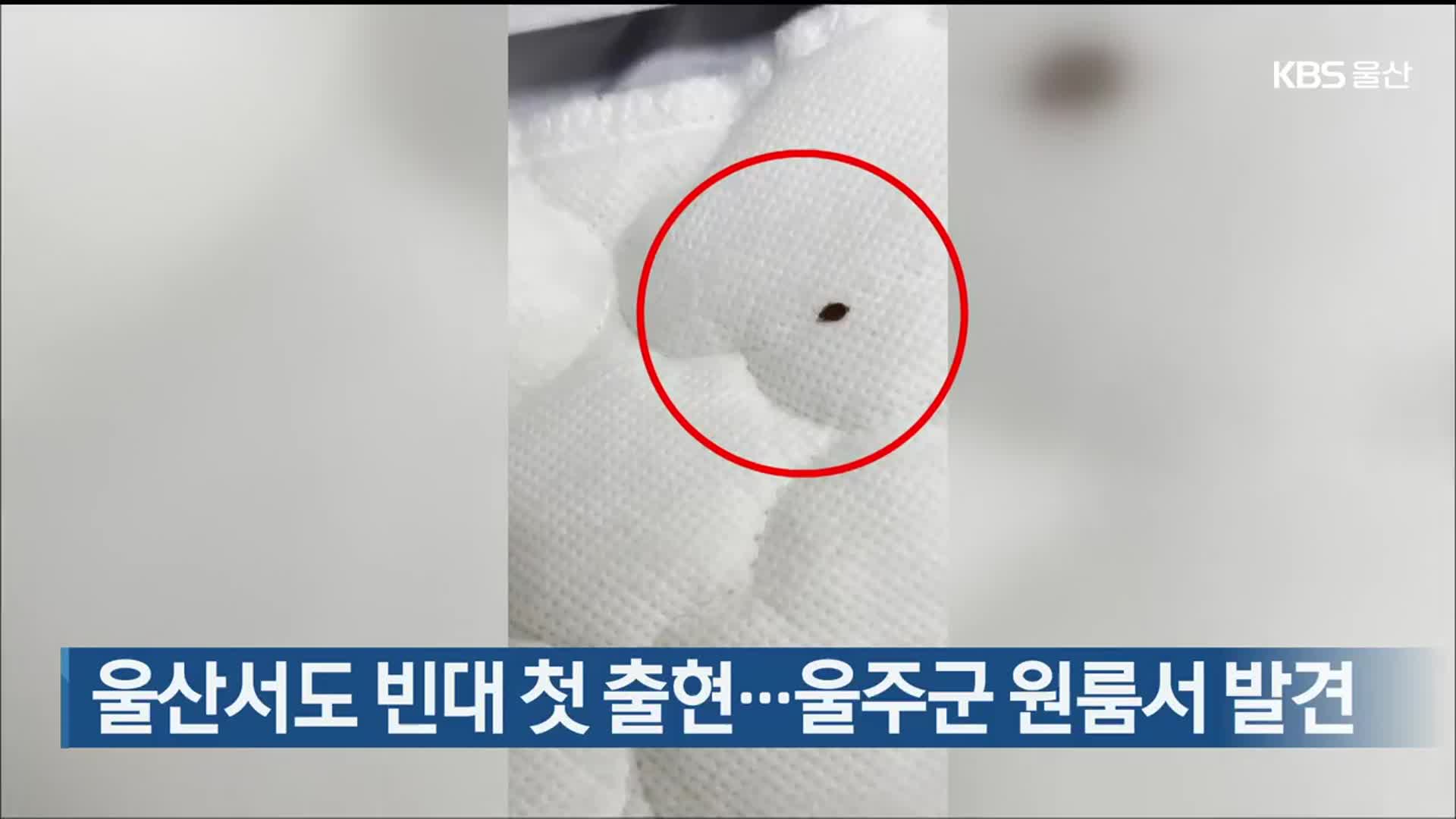 울산서도 빈대 첫 출현…울주군 원룸서 발견