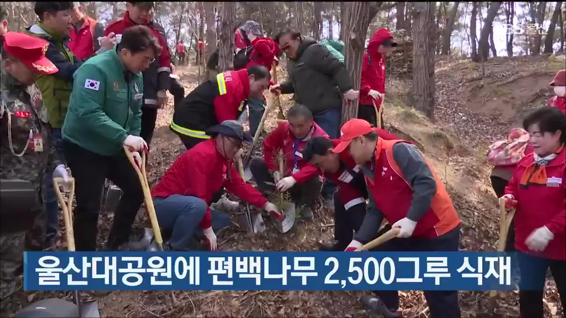 울산대공원에 편백나무 2,500그루 식재