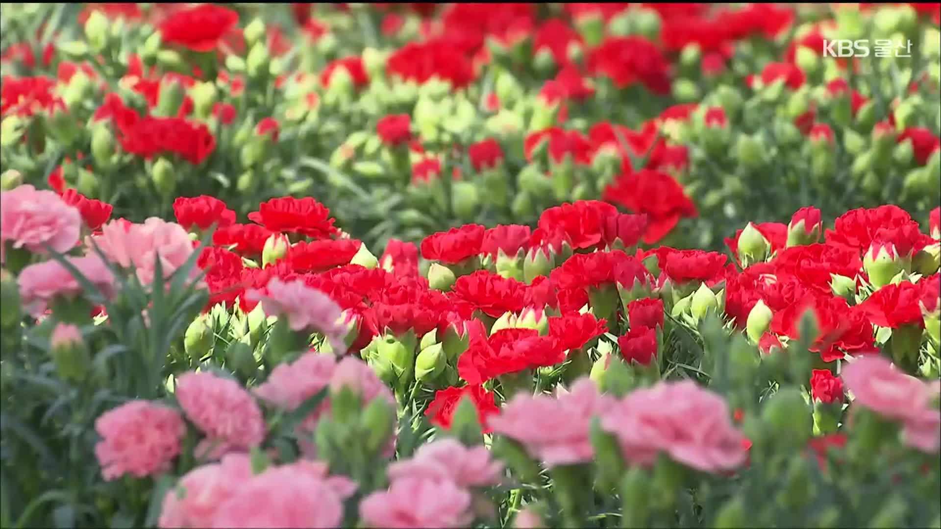 가정의달 ‘카네이션’ 특수 옛말…남은 꽃 중고거래까지