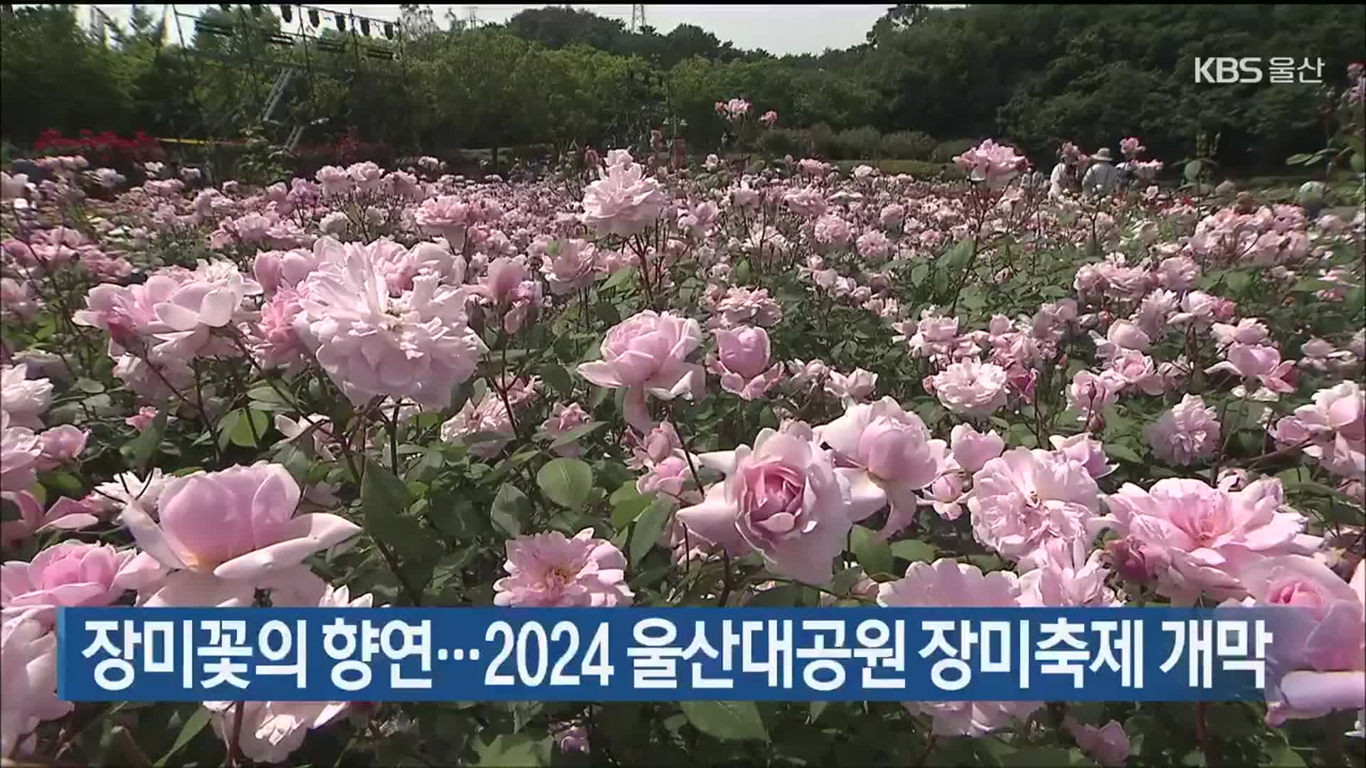 장미꽃의 향연…2024 울산대공원 장미축제 개막