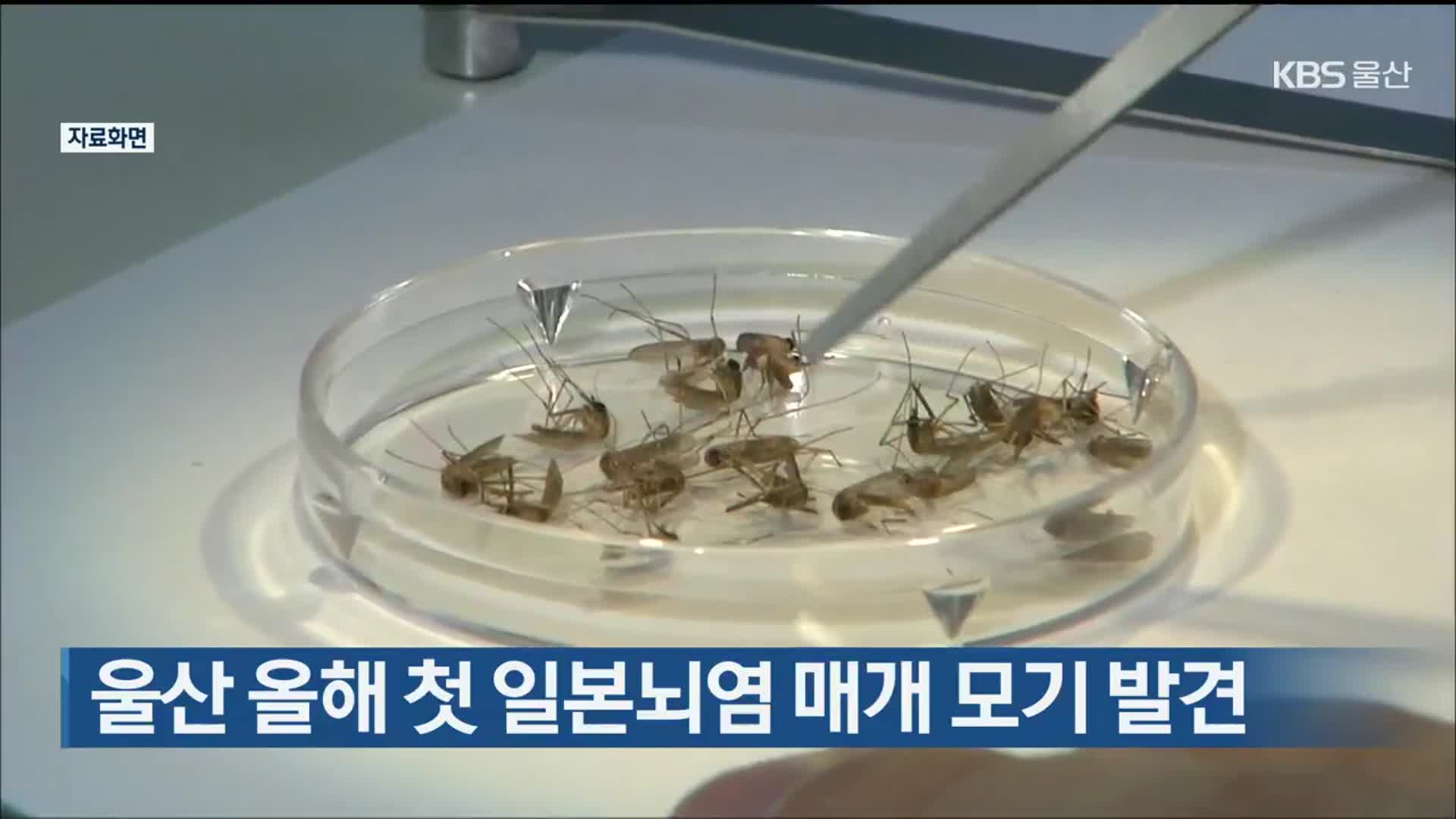 울산 올해 첫 일본뇌염 매개 모기 발견
