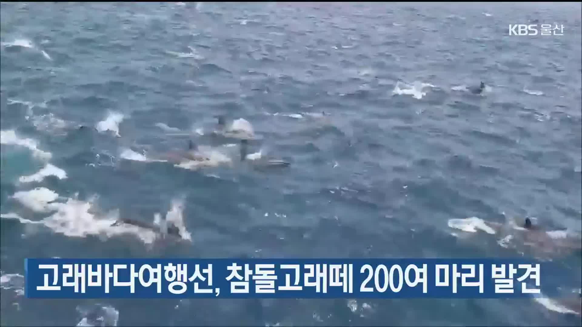 고래바다여행선, 참돌고래떼 200여 마리 발견